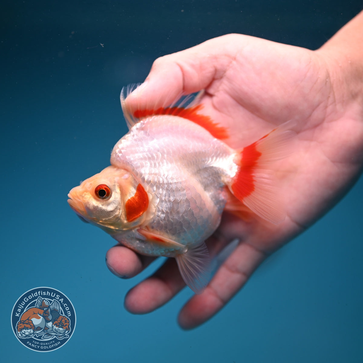 Red White Ryukin 3.5 inch Body (261002_RY01)