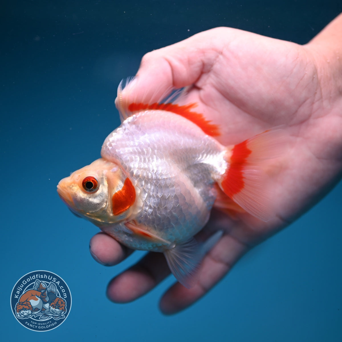 Red White Ryukin 3.5 inch Body (261002_RY01)