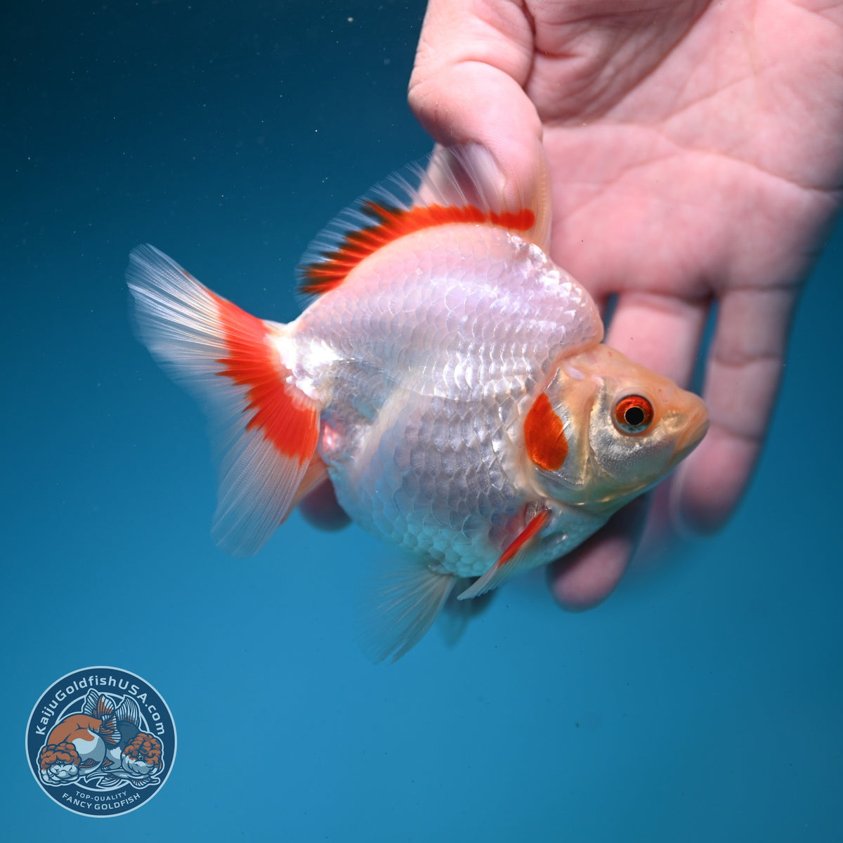 Red White Ryukin 3.5 inch Body (261002_RY01)