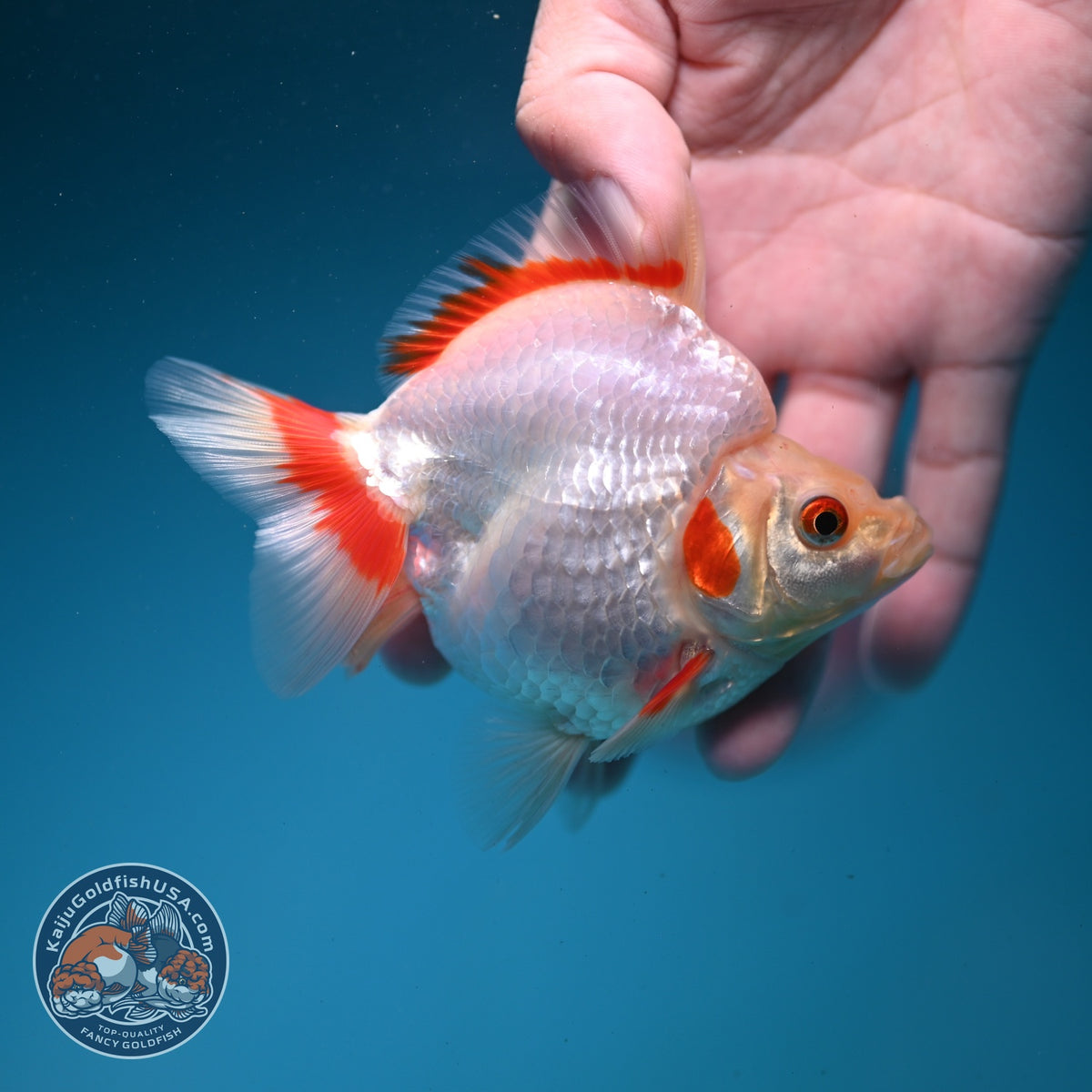 Red White Ryukin 3.5 inch Body (261002_RY01)
