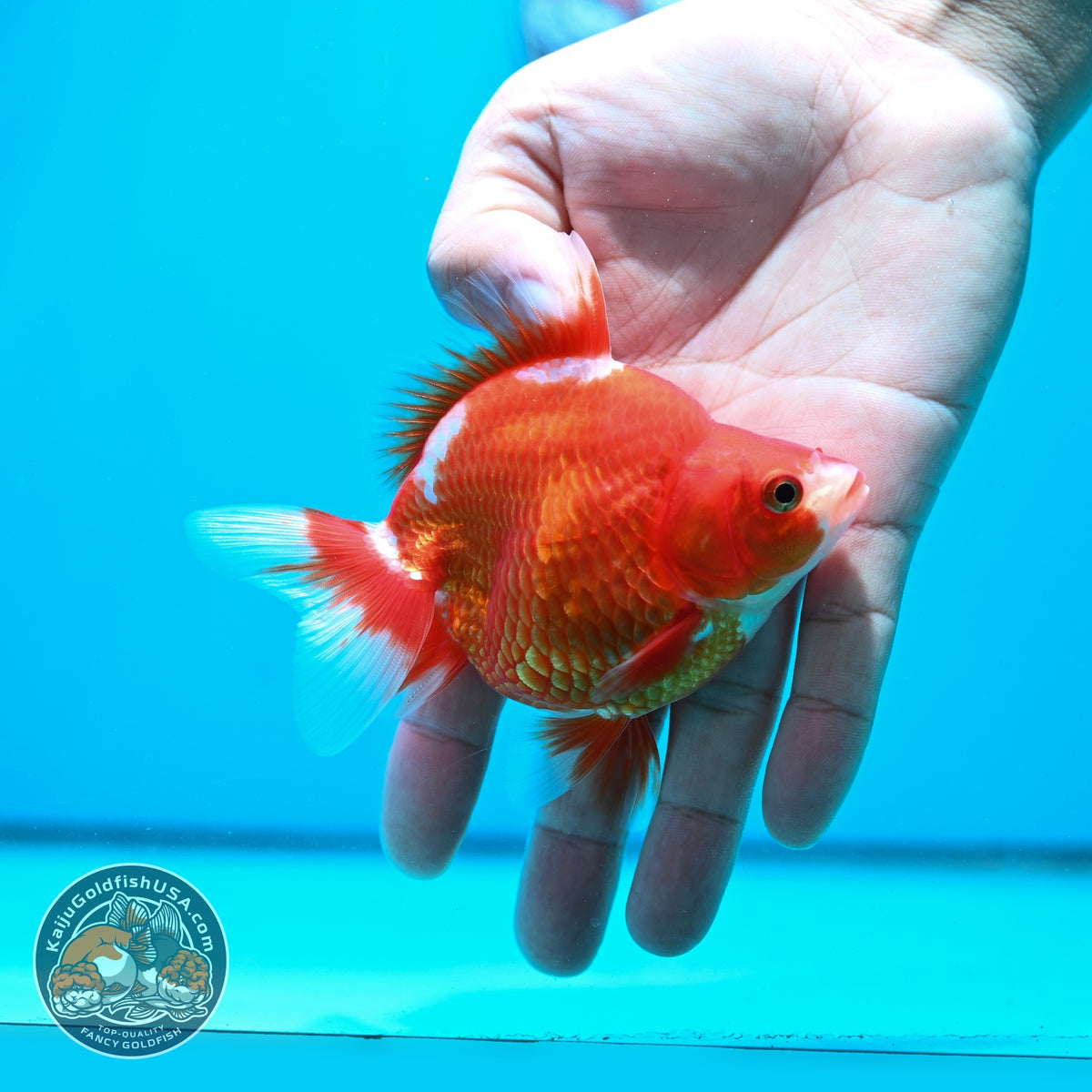 Red White Ryukin 3.5 inch Body (261023_RY02)