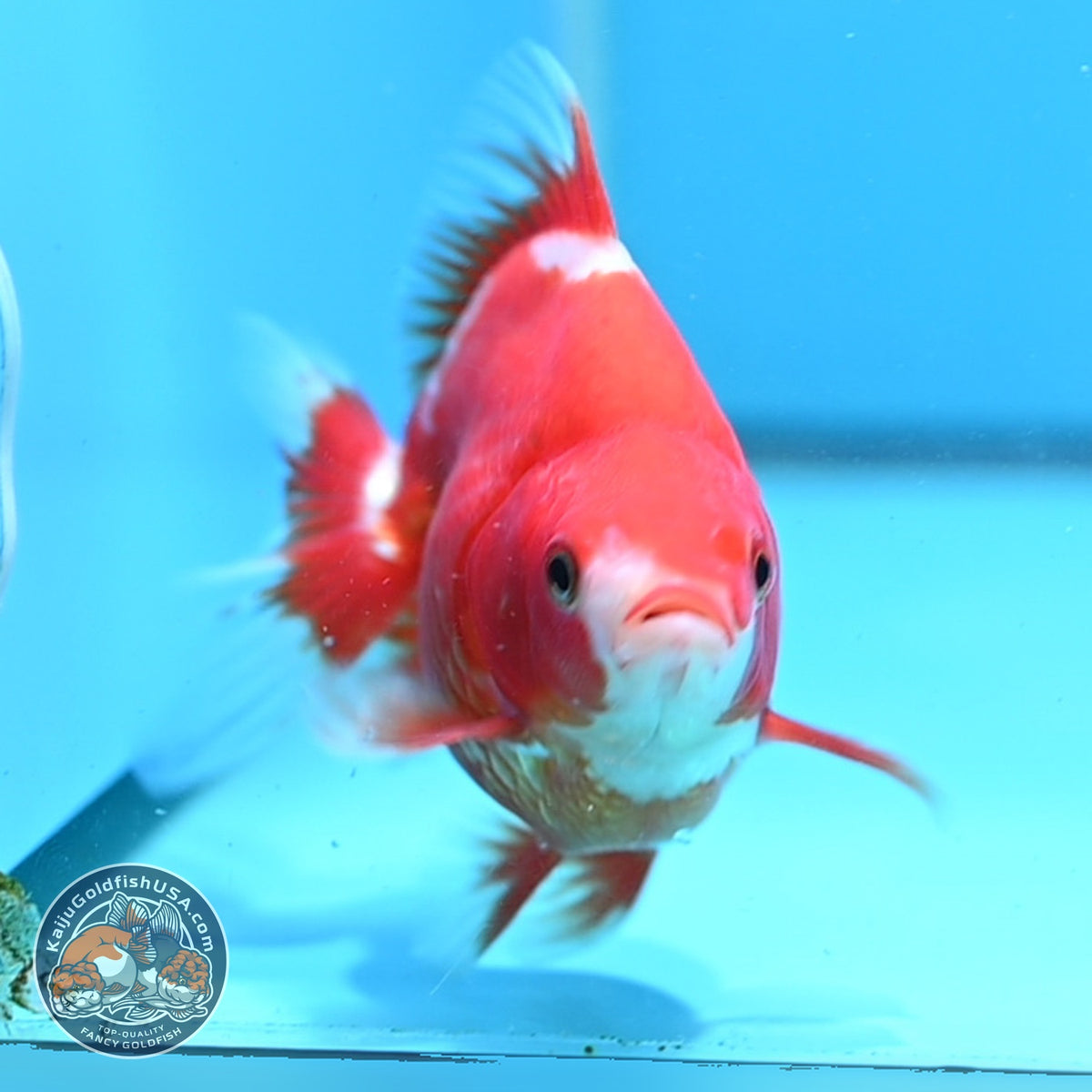 Red White Ryukin 3.5 inch Body (261023_RY02)