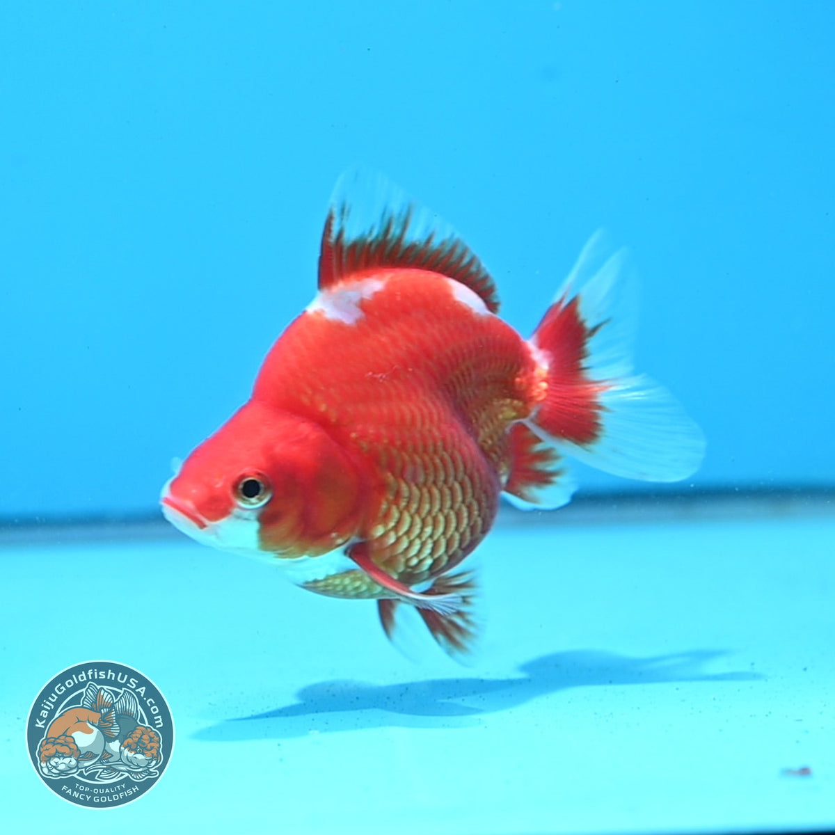 Red White Ryukin 3.5 inch Body (261023_RY02)
