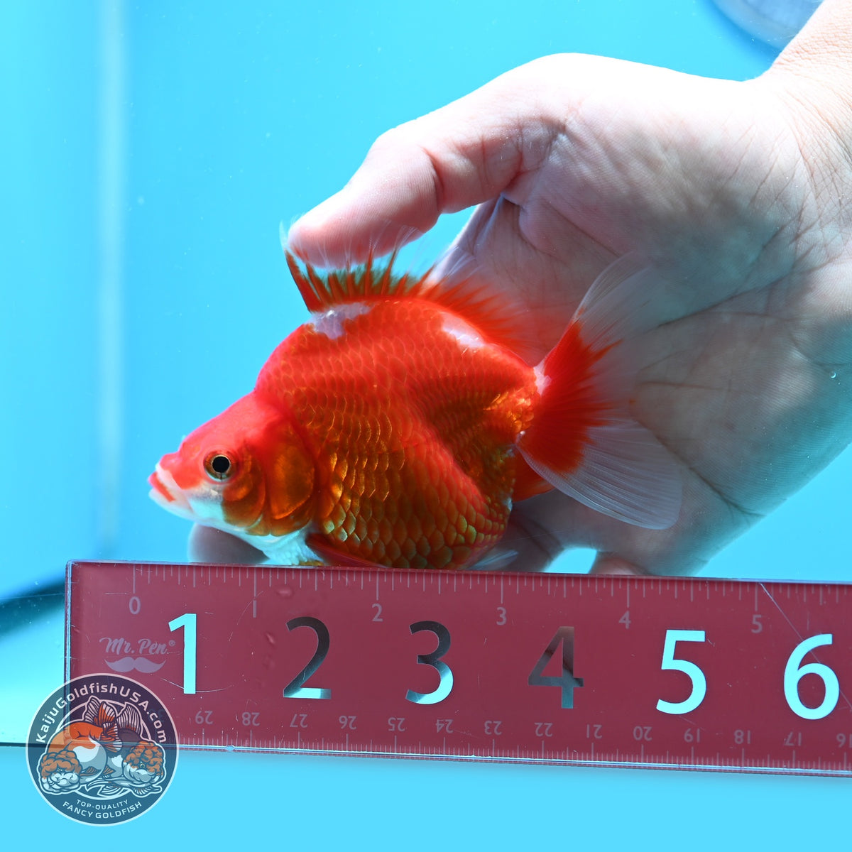 Red White Ryukin 3.5 inch Body (261023_RY02)