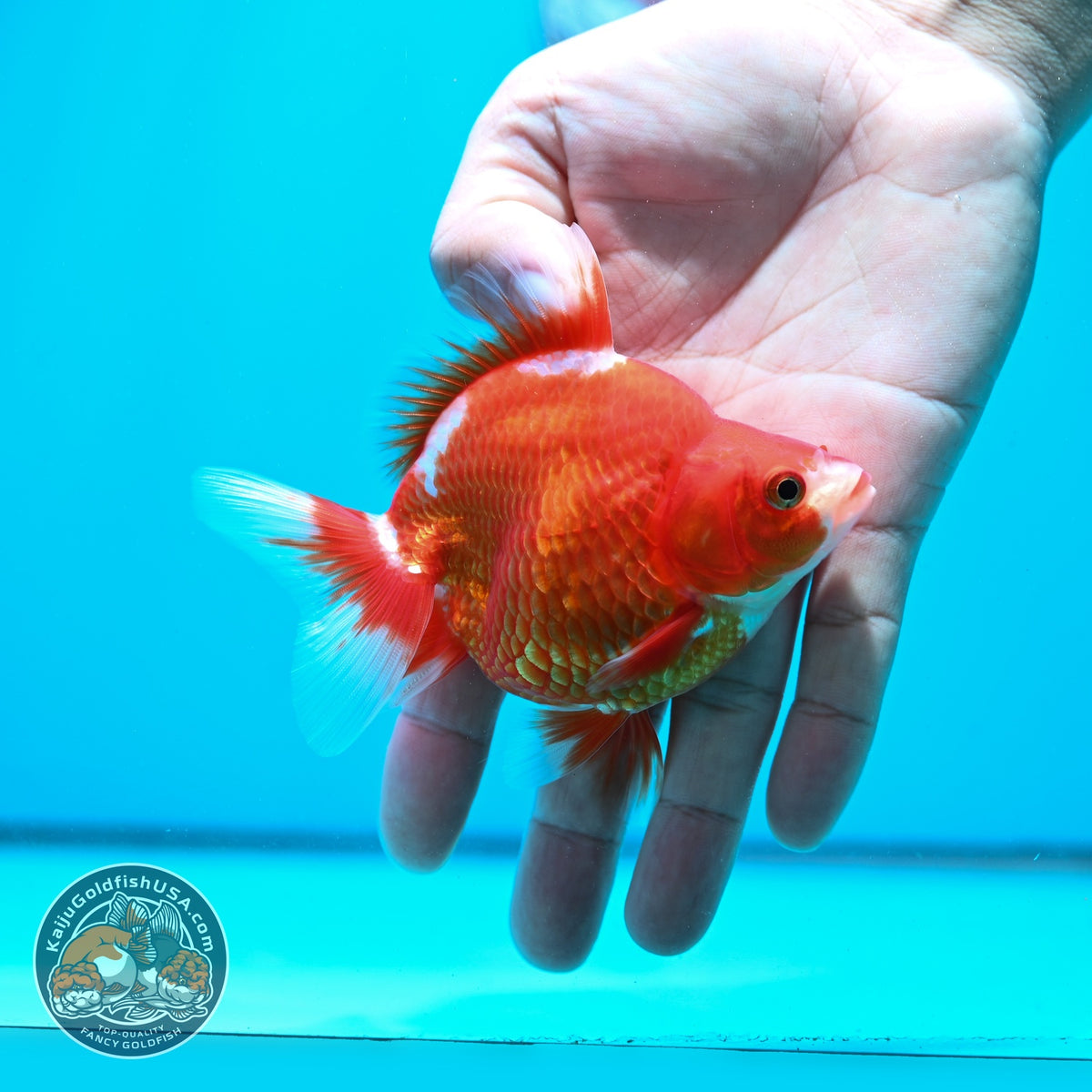 Red White Ryukin 3.5 inch Body (261023_RY02)
