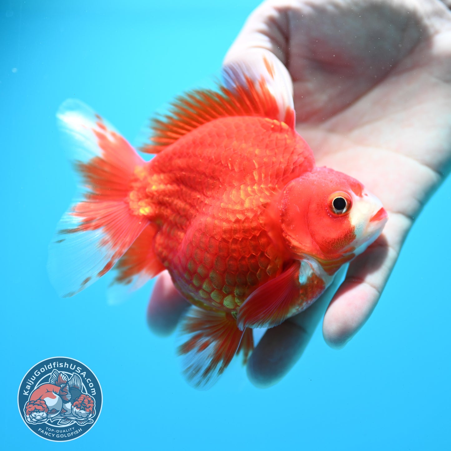Red White Ryukin 3.9 inch Body (260313_RY01)