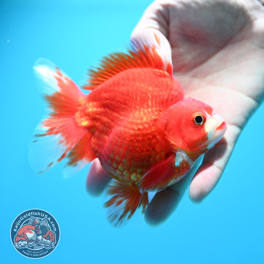 Red White Ryukin 3.9 inch Body (260313_RY01)
