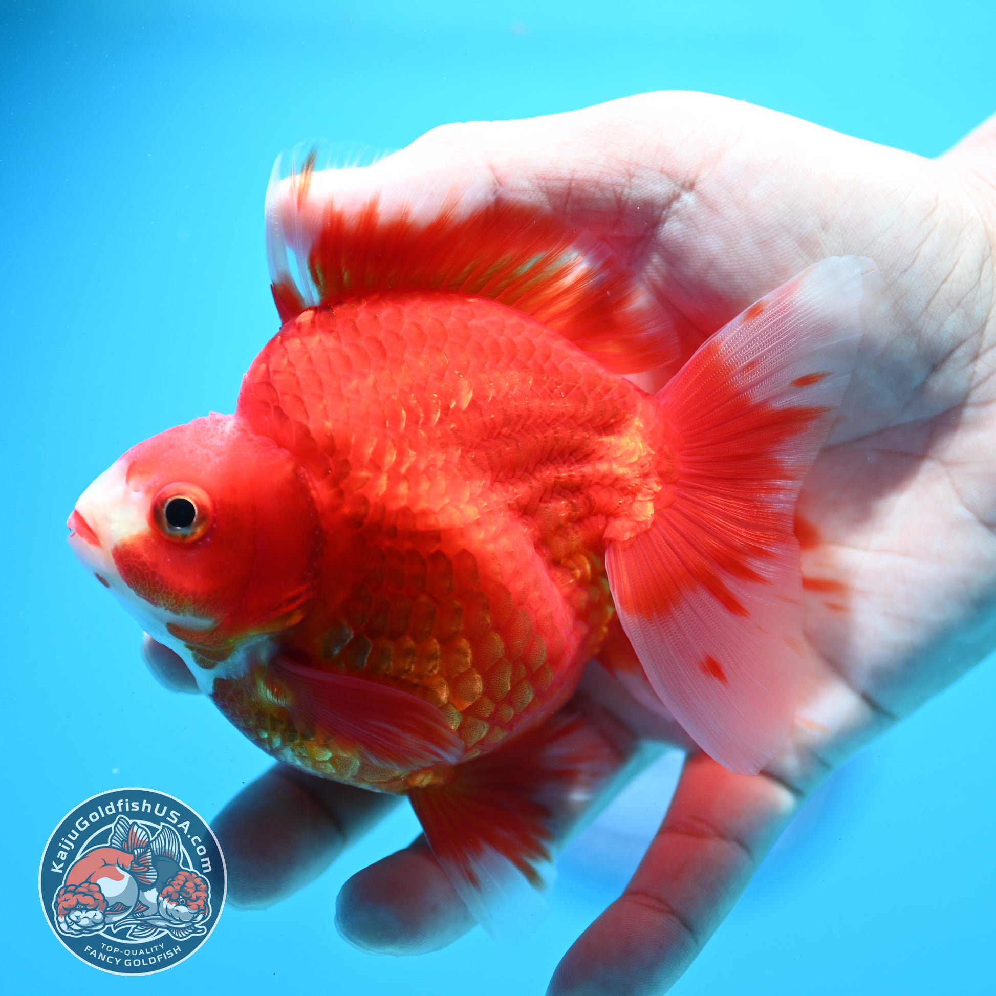 Red White Ryukin 3.9 inch Body (260313_RY01)