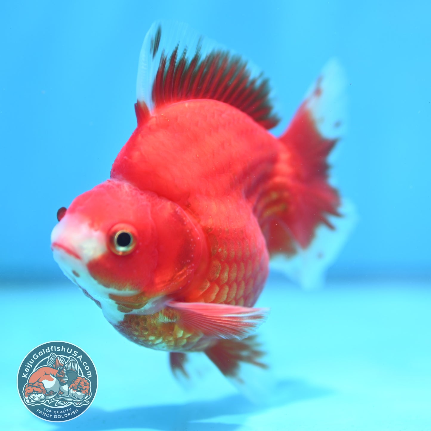 Red White Ryukin 3.9 inch Body (260313_RY01)