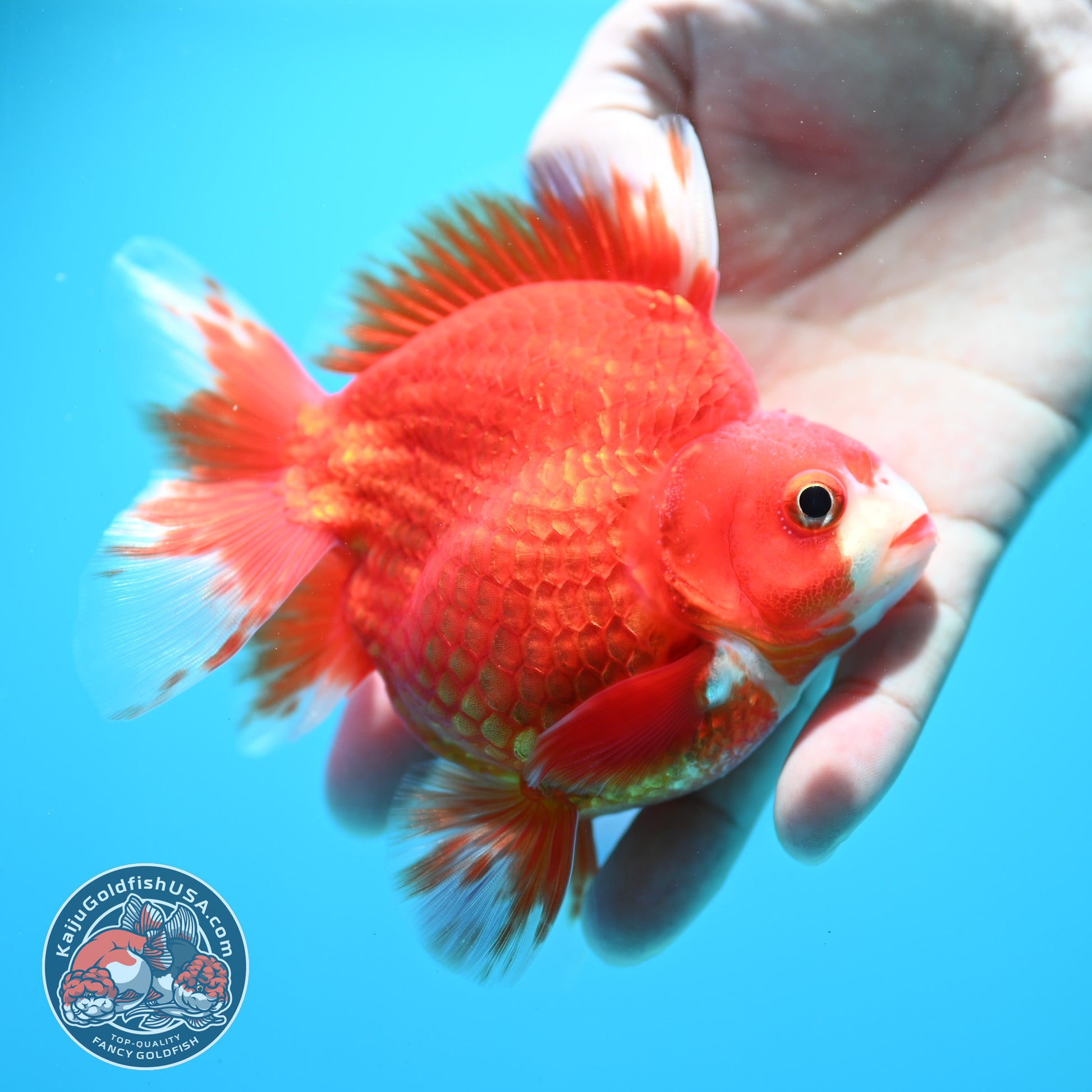 Red White Ryukin 3.9 inch Body (260313_RY01)