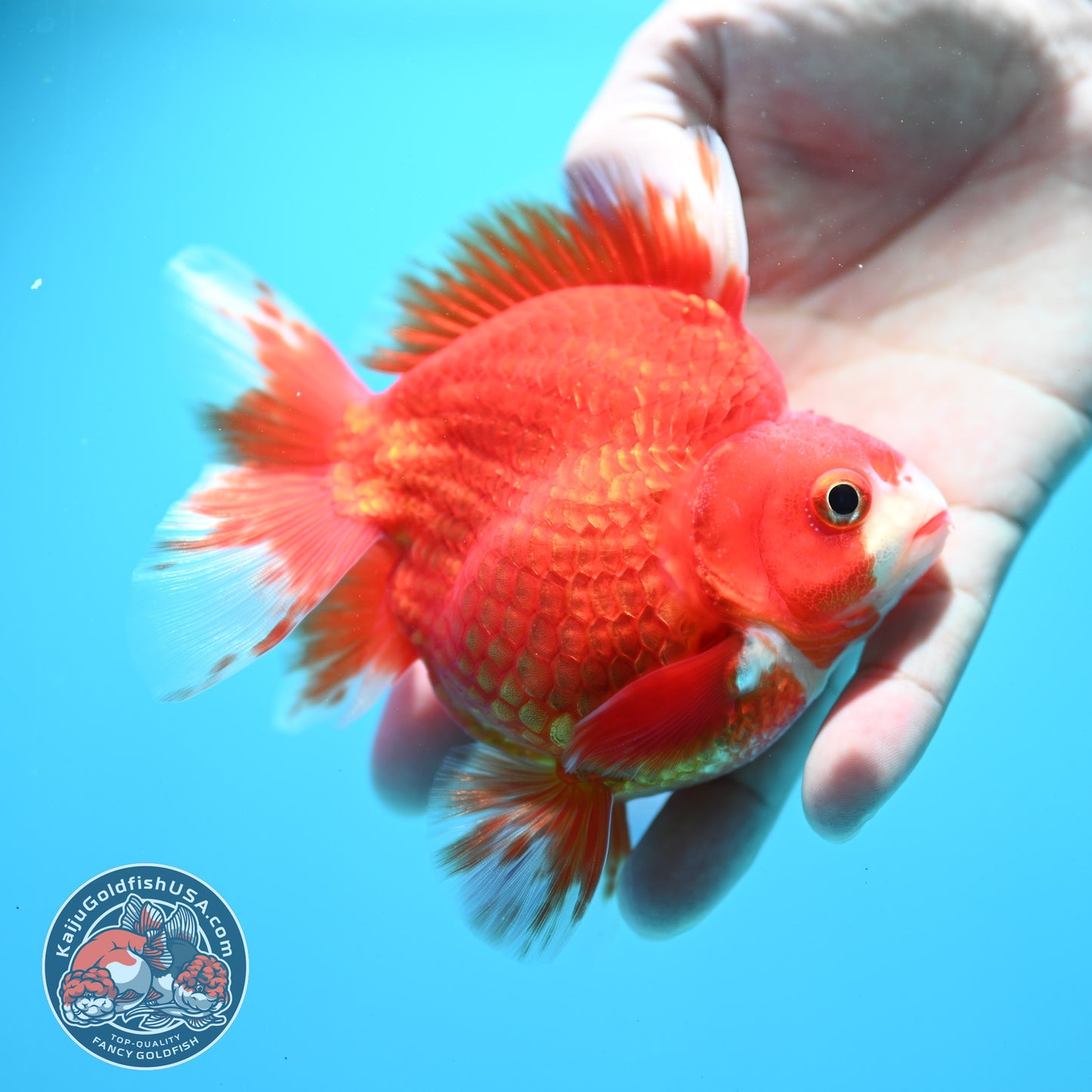 Red White Ryukin 3.9 inch Body (260313_RY01)