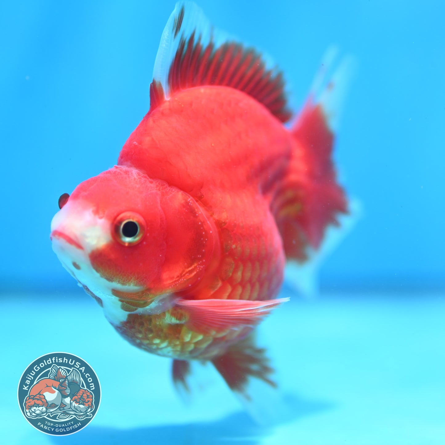 Red White Ryukin 3.9 inch Body (260313_RY01)