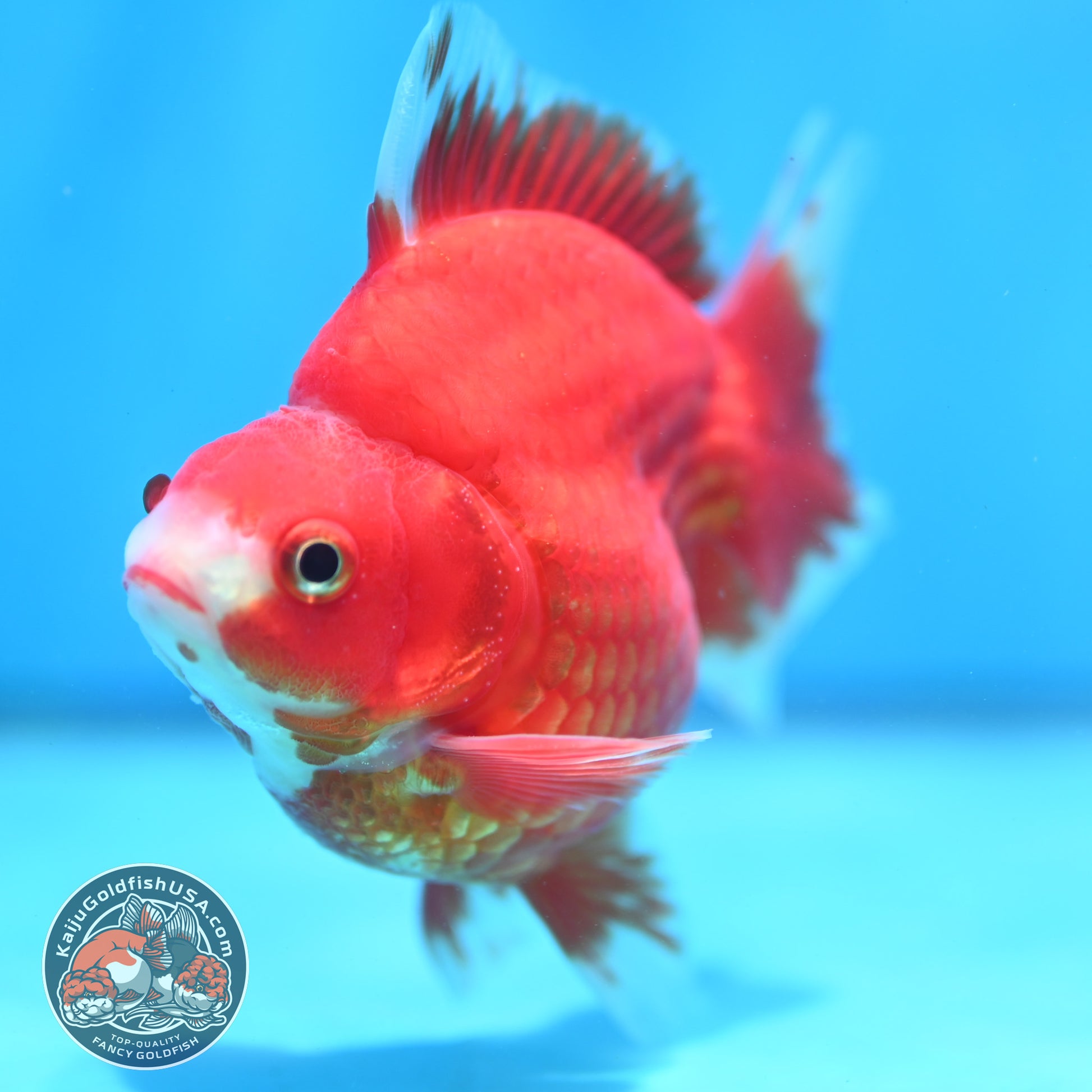 Red White Ryukin 3.9 inch Body (260313_RY01)