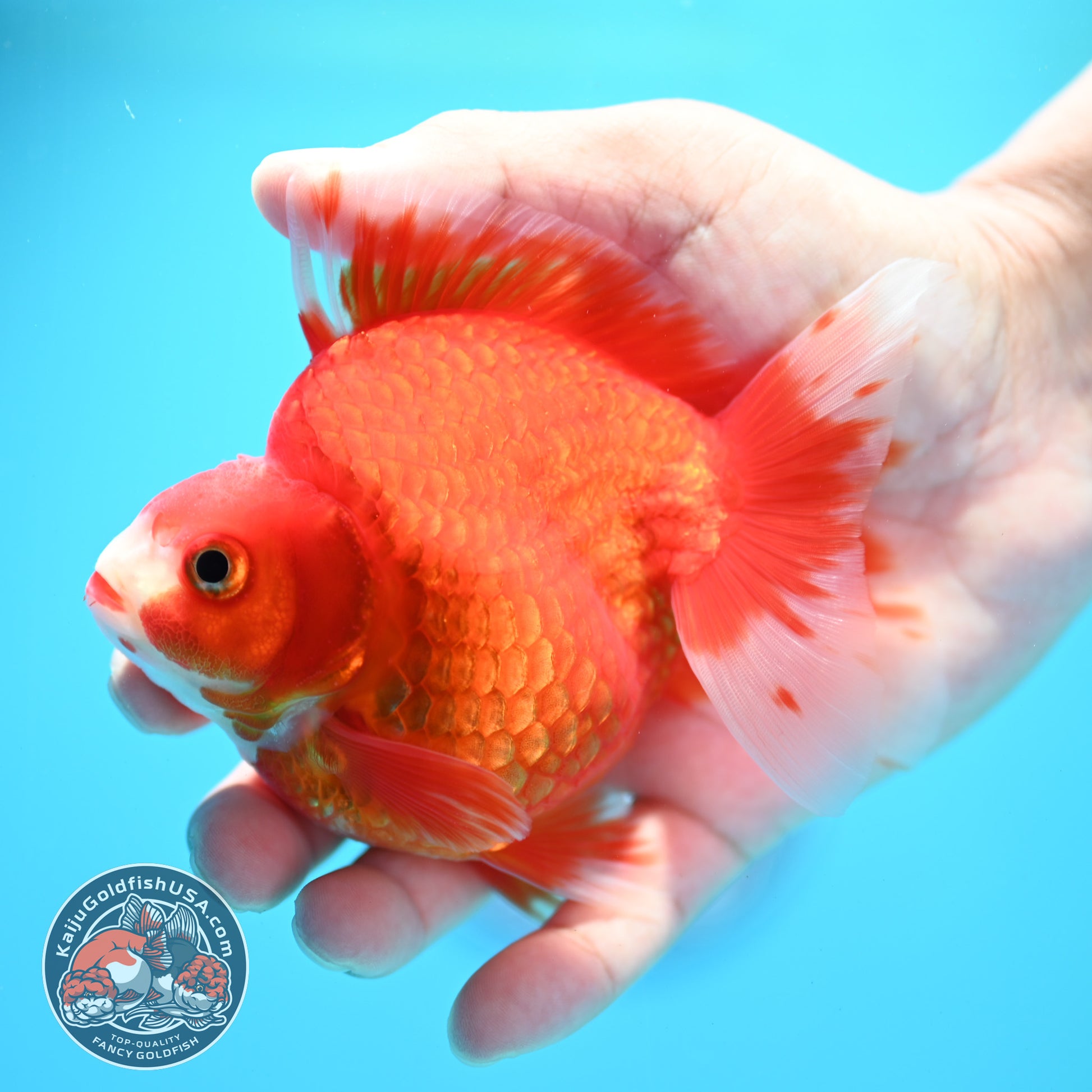Red White Ryukin 3.9 inch Body (260313_RY01)