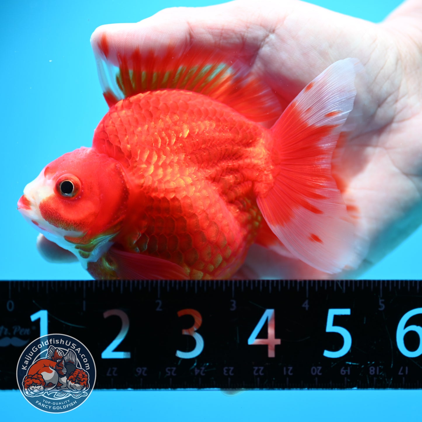 Red White Ryukin 3.9 inch Body (260313_RY01)