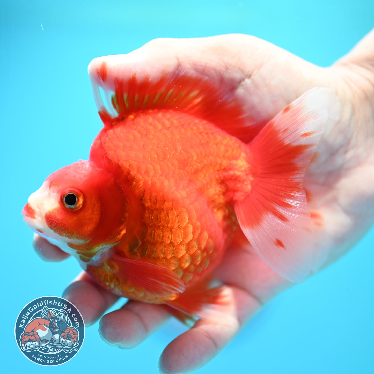 Red White Ryukin 3.9 inch Body (260313_RY01)
