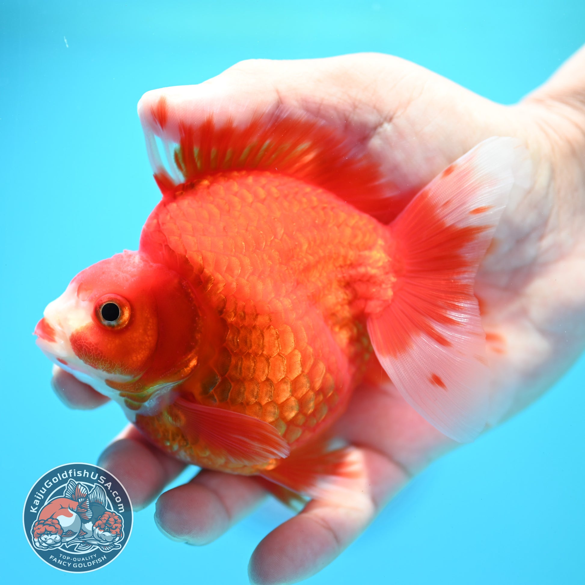 Red White Ryukin 3.9 inch Body (260313_RY01)