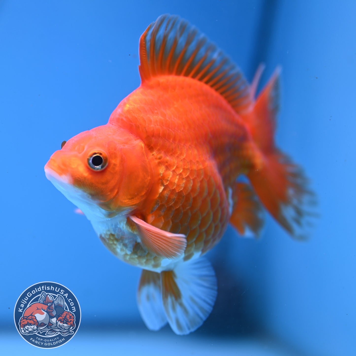 Red White Ryukin 4 inch Body (251107_RY03)