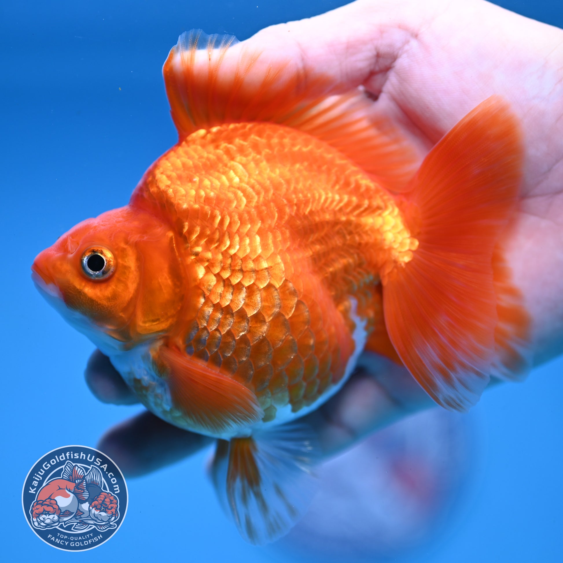 Red White Ryukin 4 inch Body (251107_RY03)