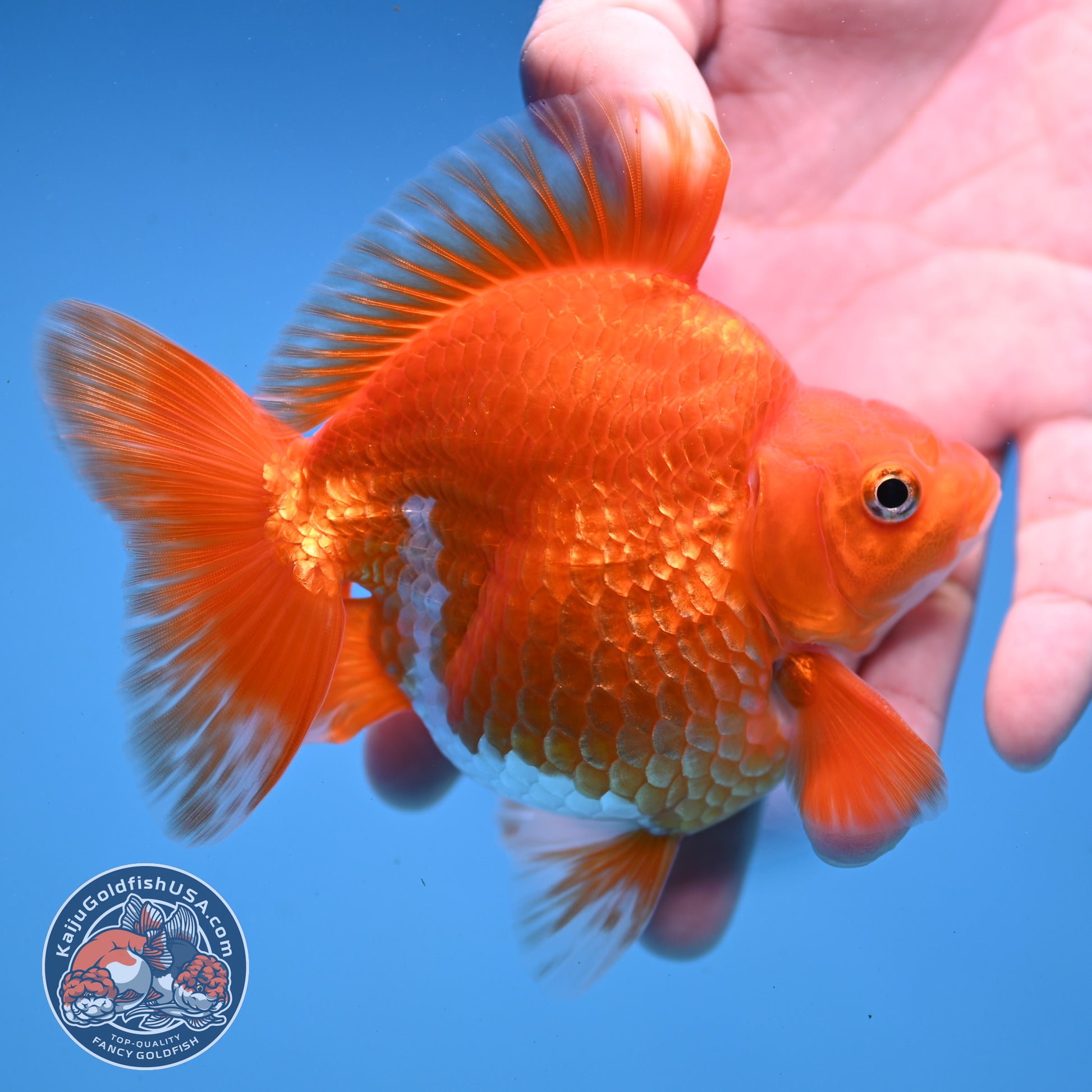 Red White Ryukin 4 inch Body (251107_RY03)