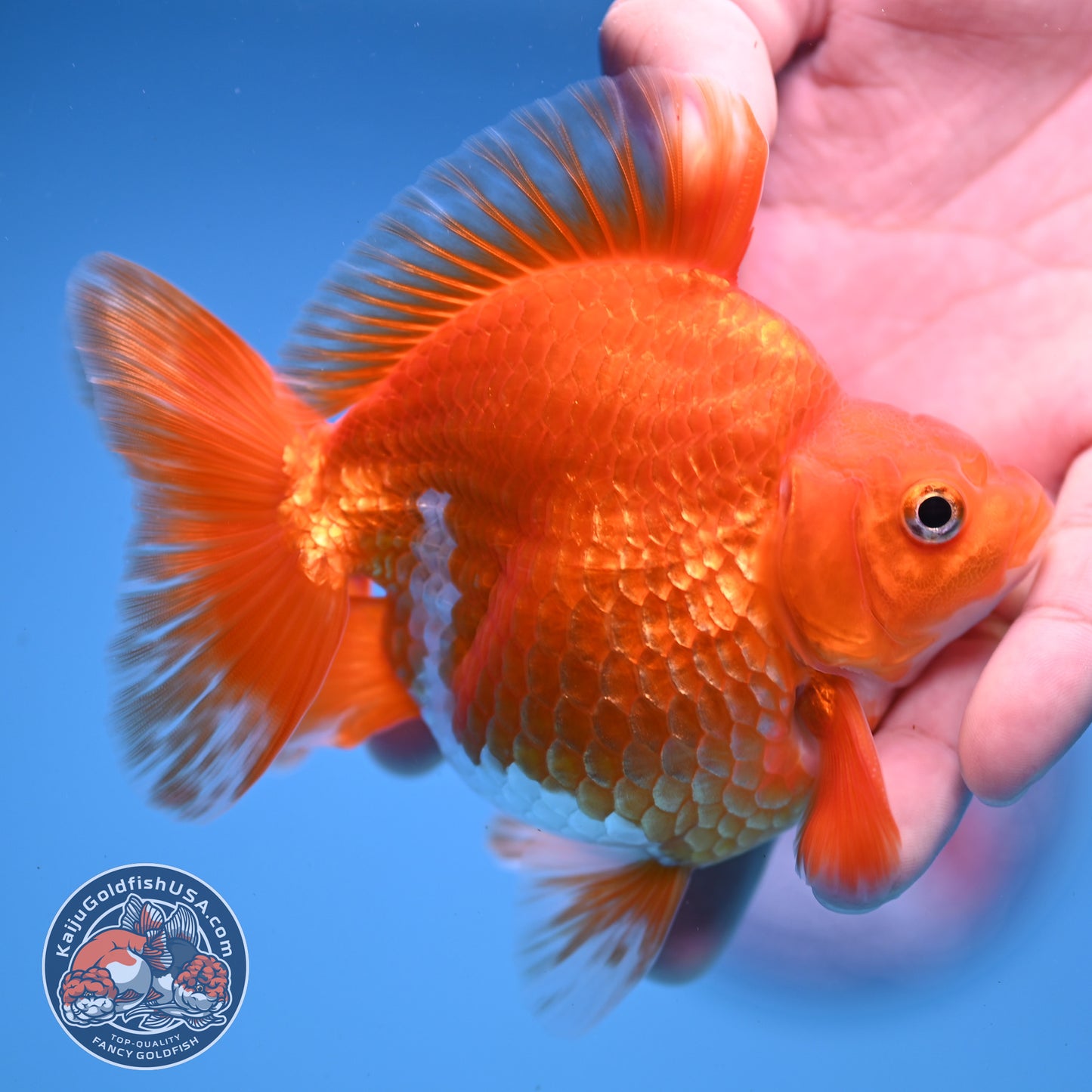 Red White Ryukin 4 inch Body (251107_RY03)