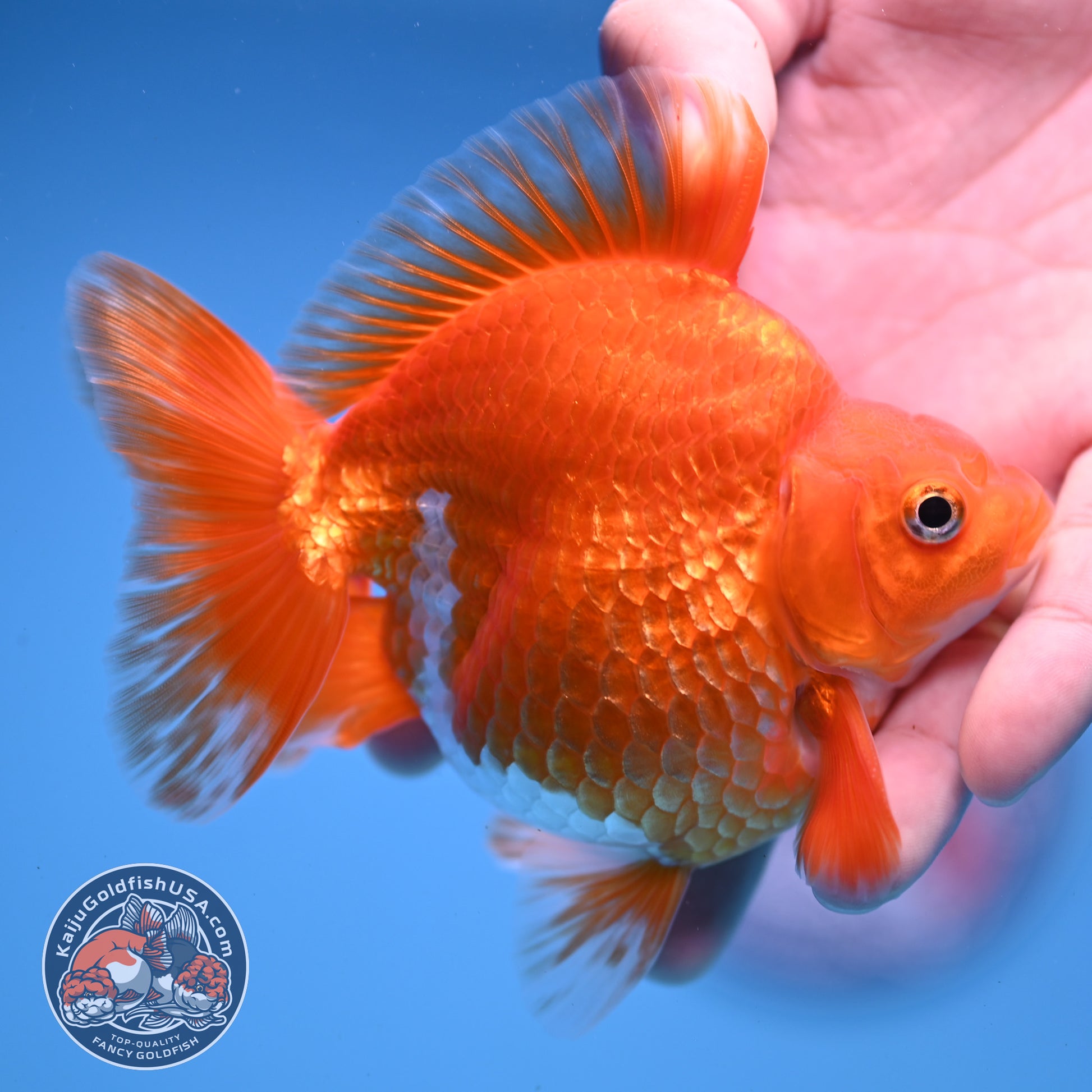 Red White Ryukin 4 inch Body (251107_RY03)