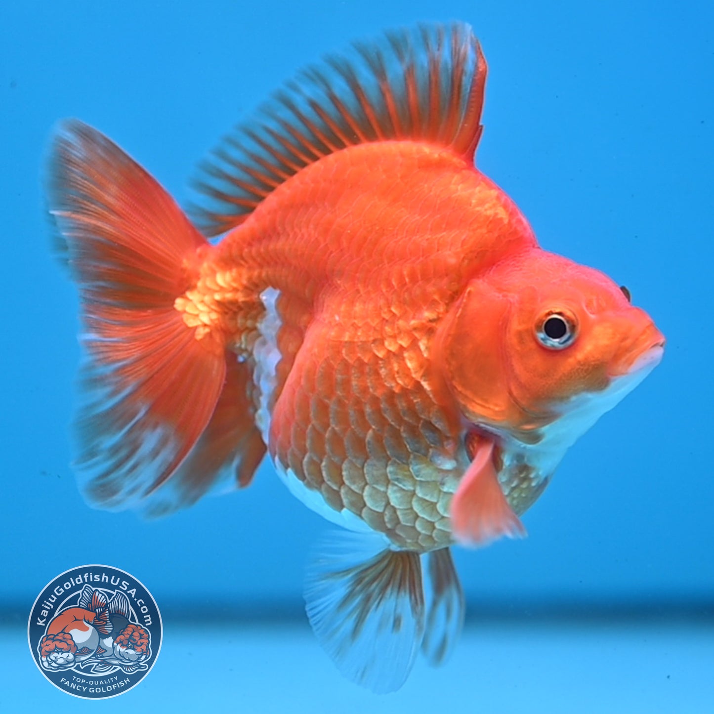 Red White Ryukin 4 inch Body (251107_RY03)