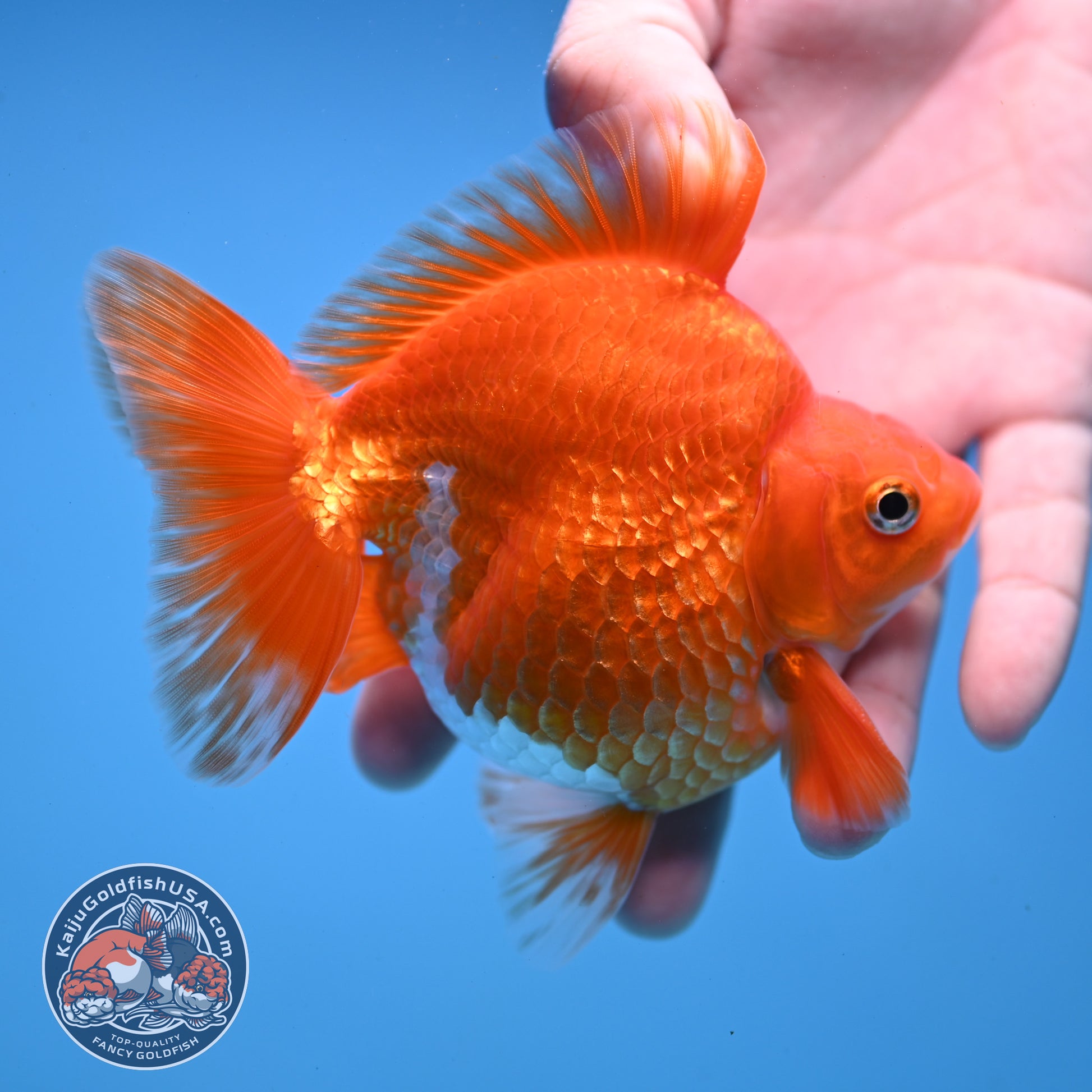 Red White Ryukin 4 inch Body (251107_RY03)