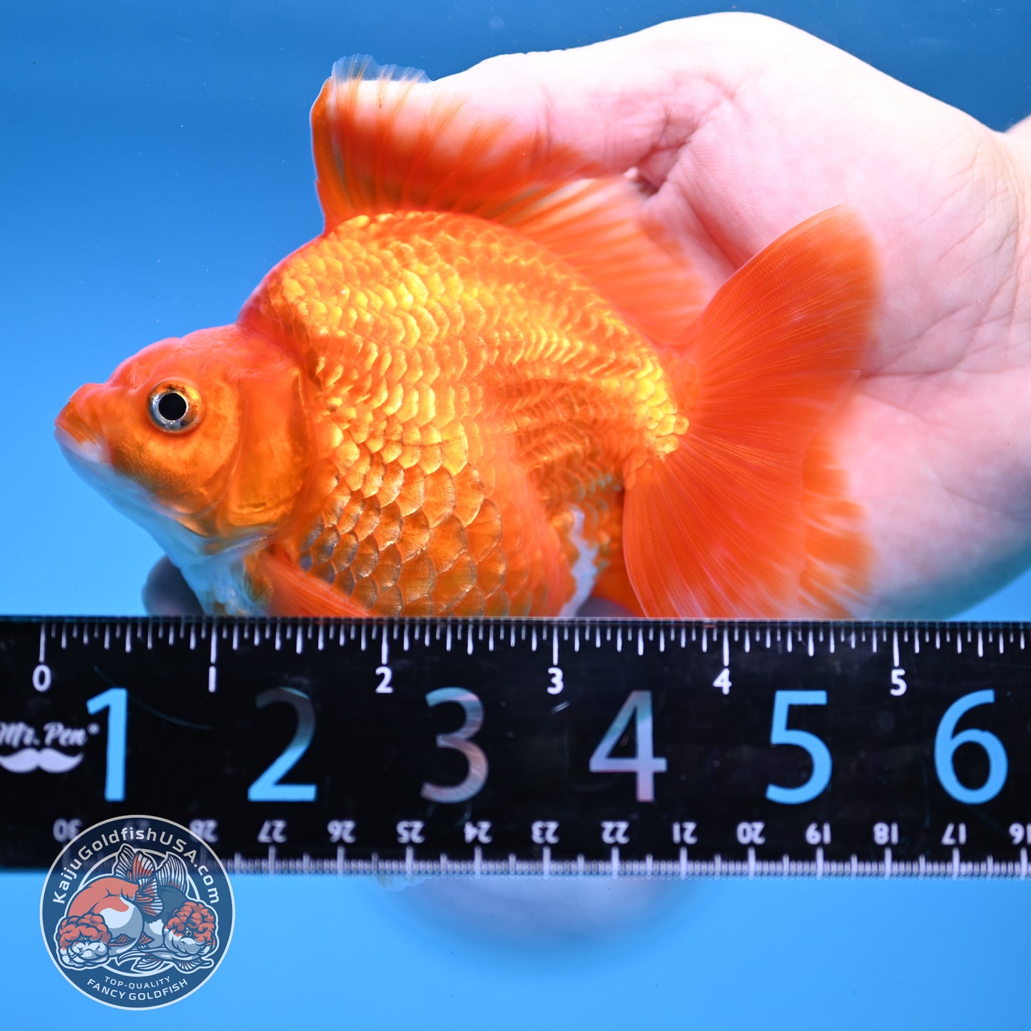 Red White Ryukin 4 inch Body (251107_RY03)