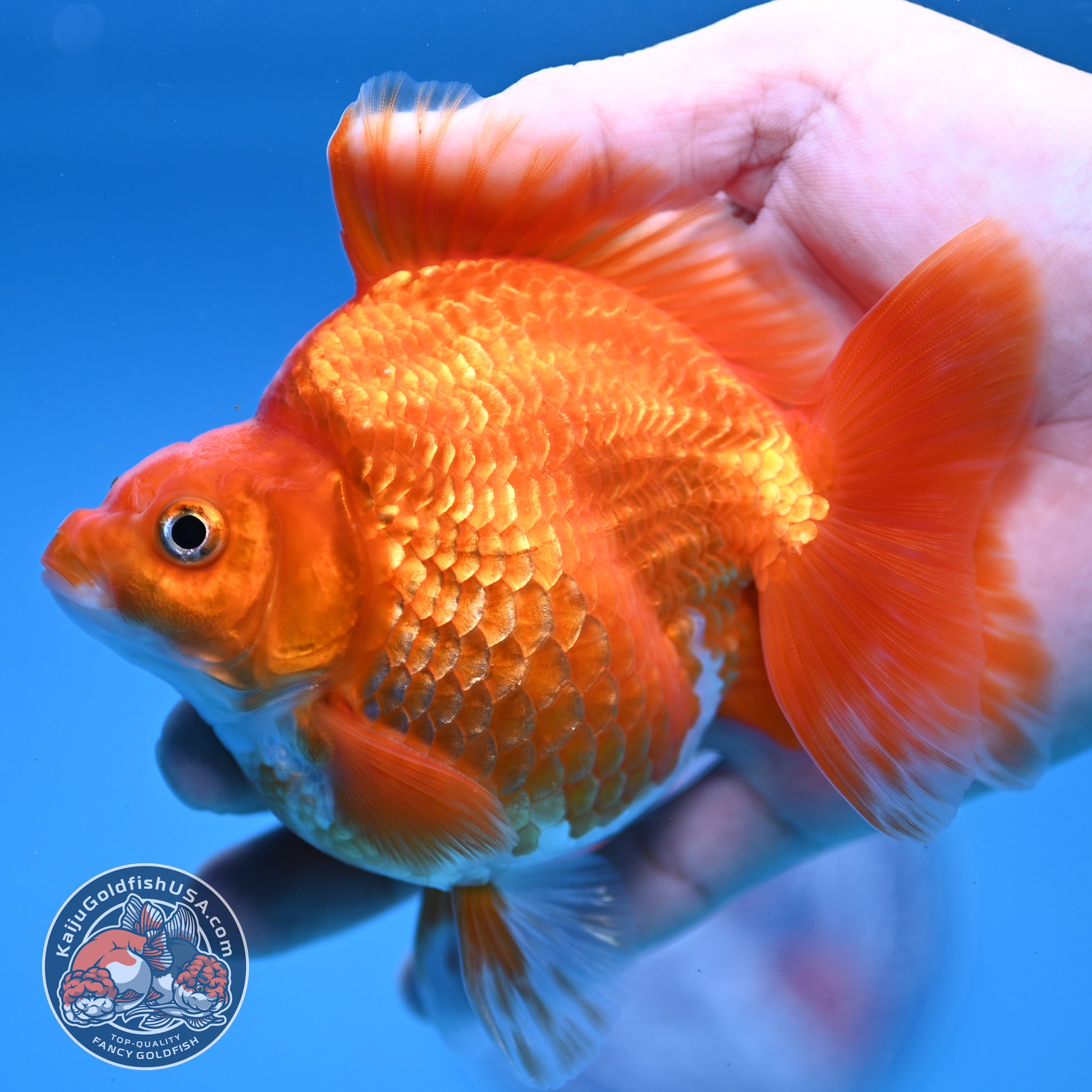 Red White Ryukin 4 inch Body (251107_RY03)