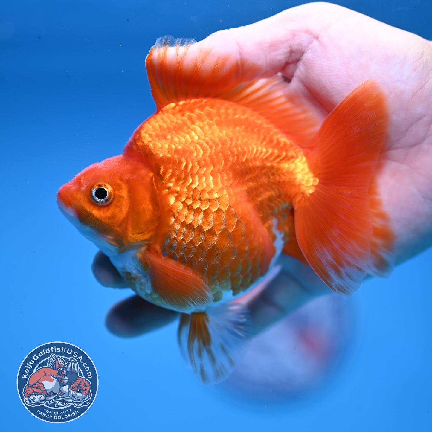 Red White Ryukin 4 inch Body (251107_RY03)