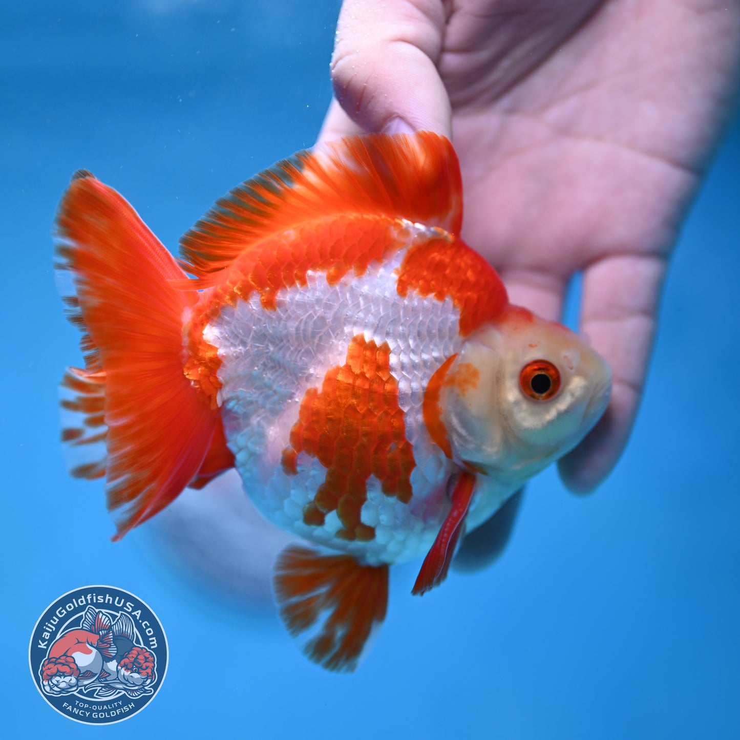 Red White Ryukin 4 inch Body (260213_RY03)