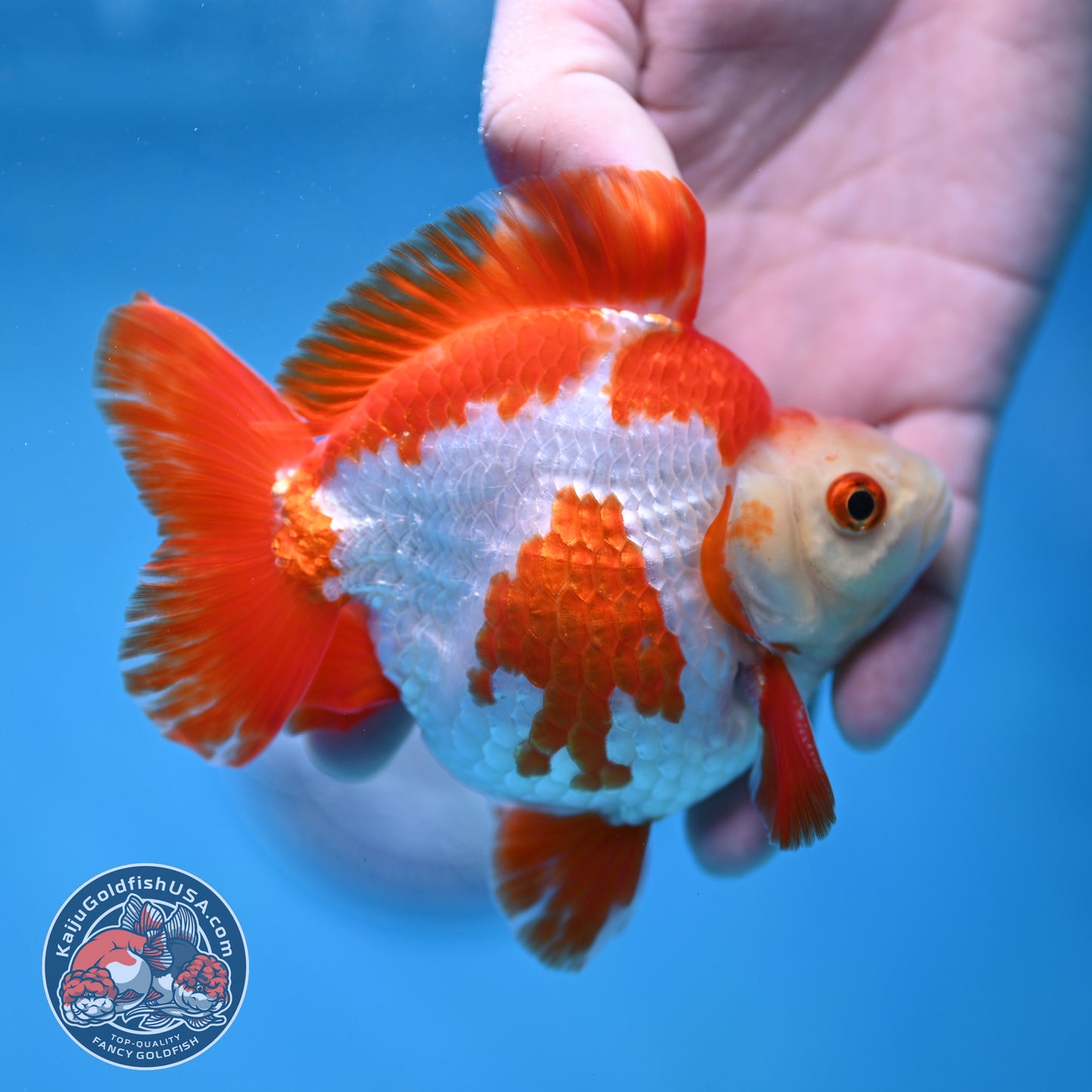 Red White Ryukin 4 inch Body (260213_RY03)