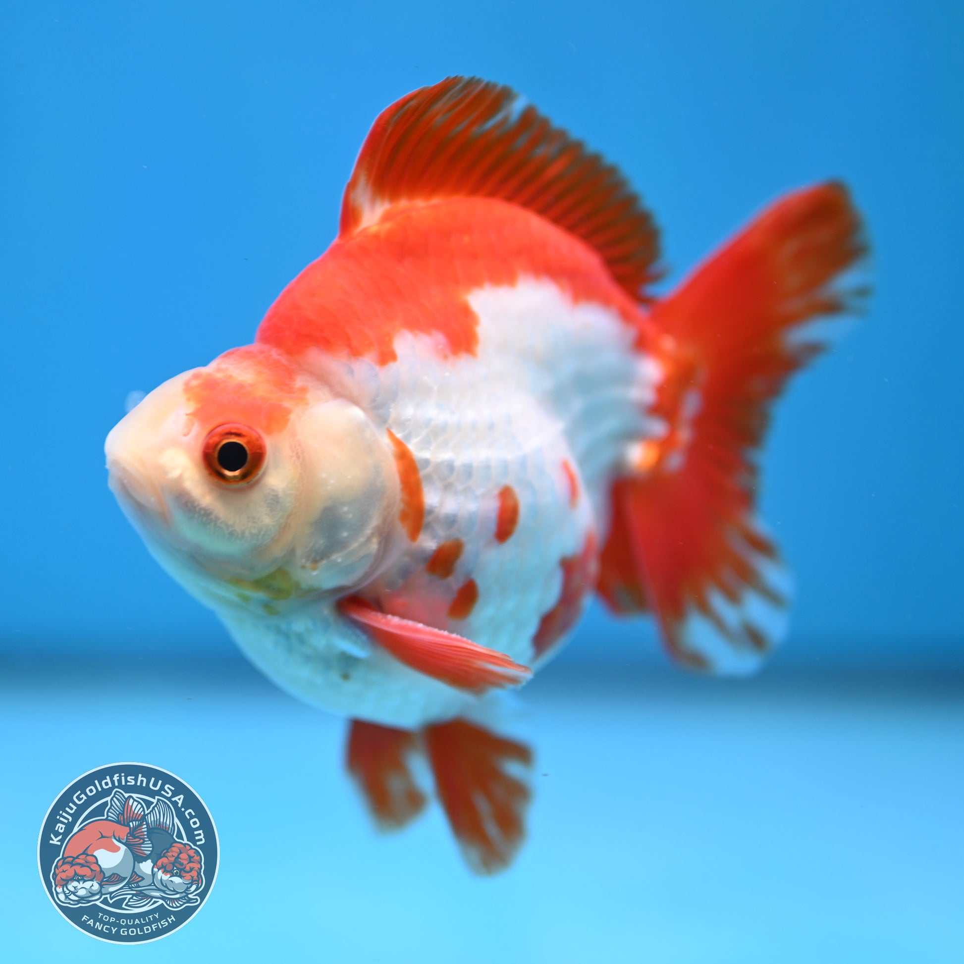 Red White Ryukin 4 inch Body (260213_RY03)