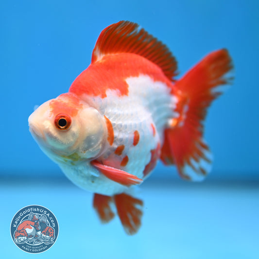 Red White Ryukin 4 inch Body (260213_RY03)
