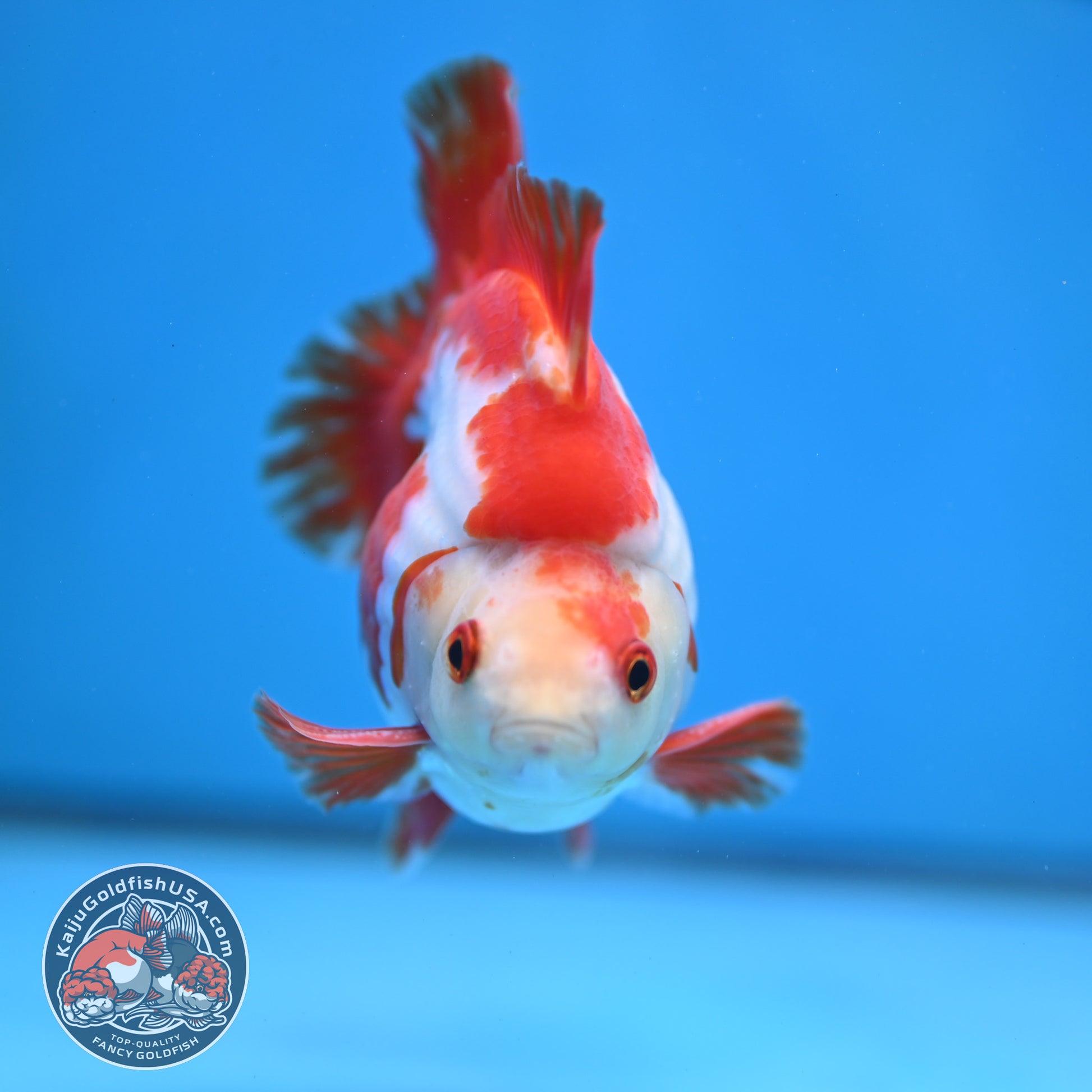 Red White Ryukin 4 inch Body (260213_RY03)