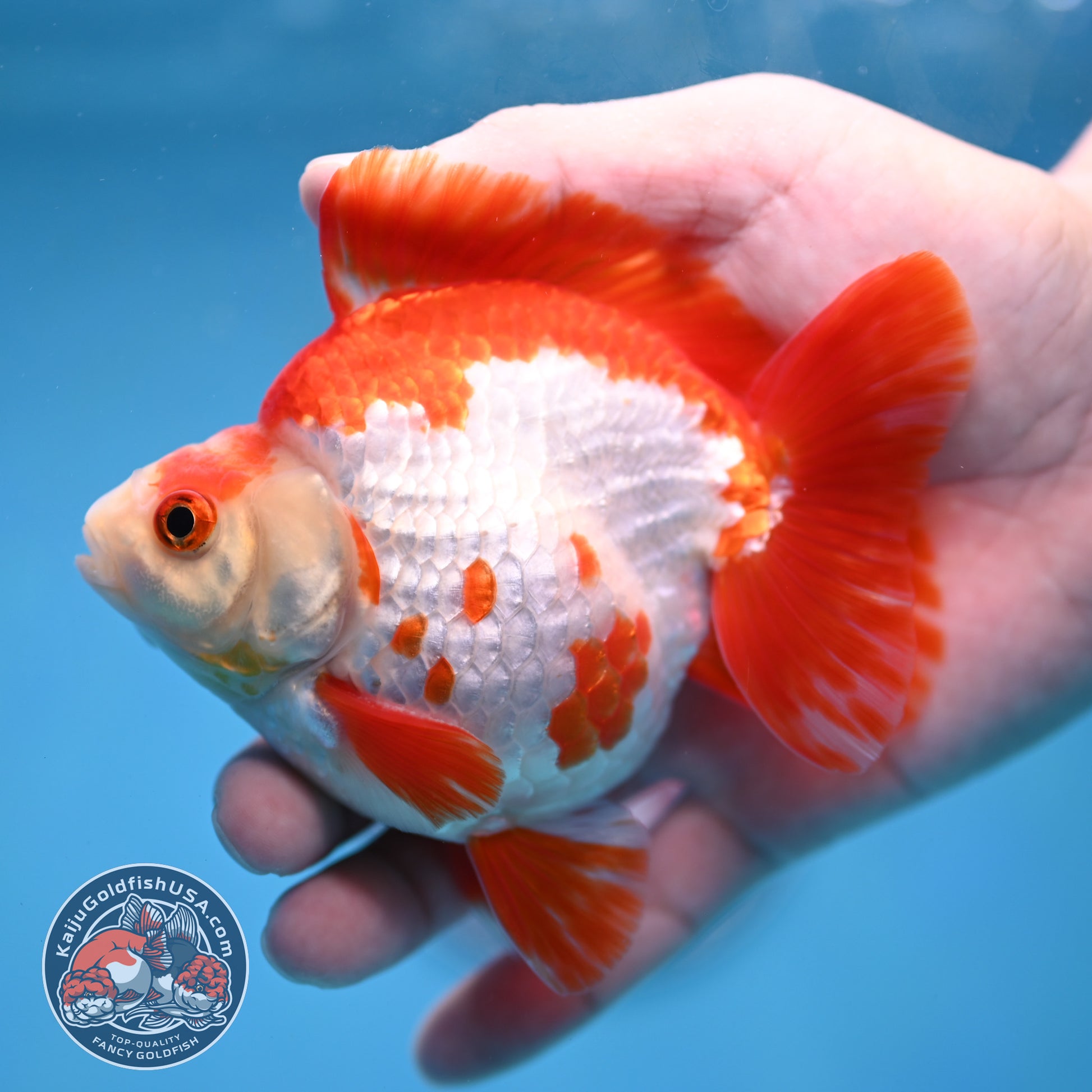 Red White Ryukin 4 inch Body (260213_RY03)