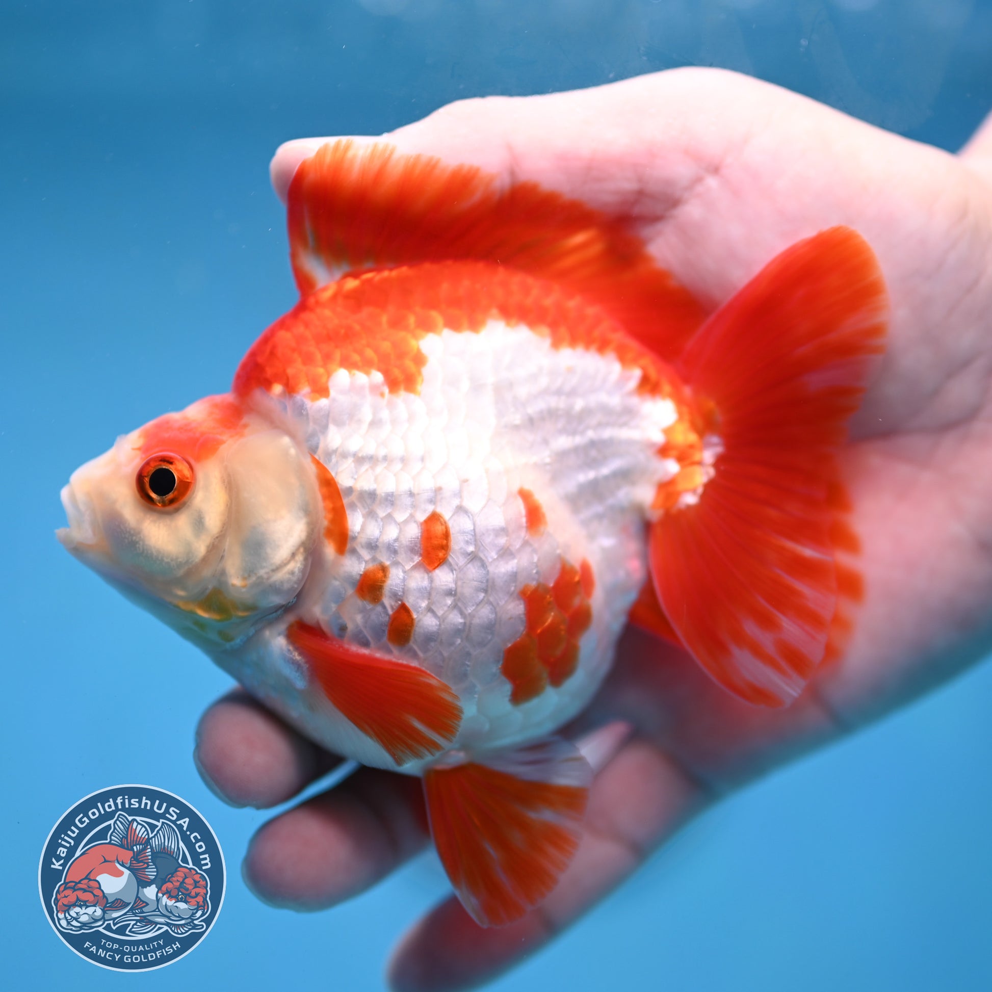 Red White Ryukin 4 inch Body (260213_RY03)