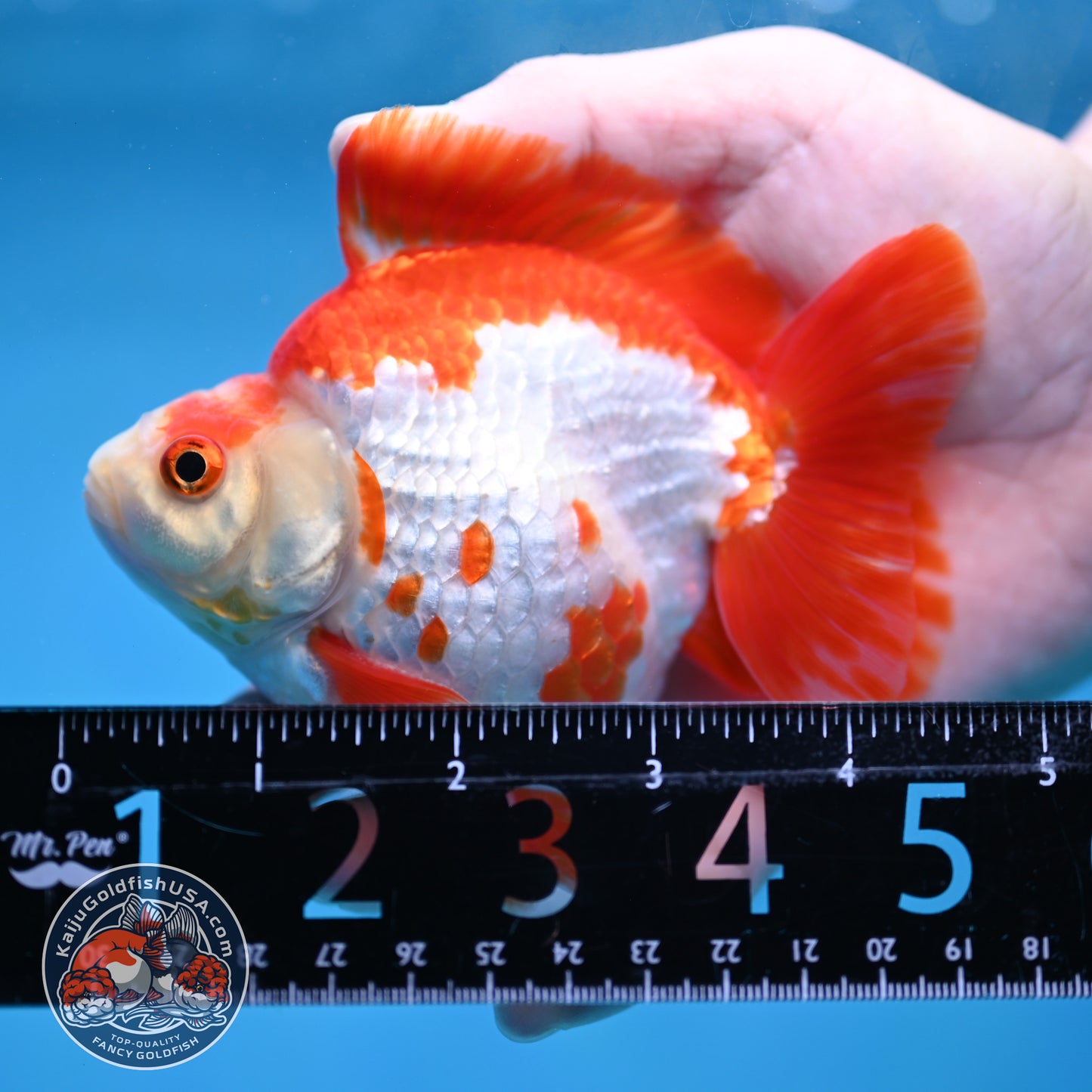 Red White Ryukin 4 inch Body (260213_RY03)