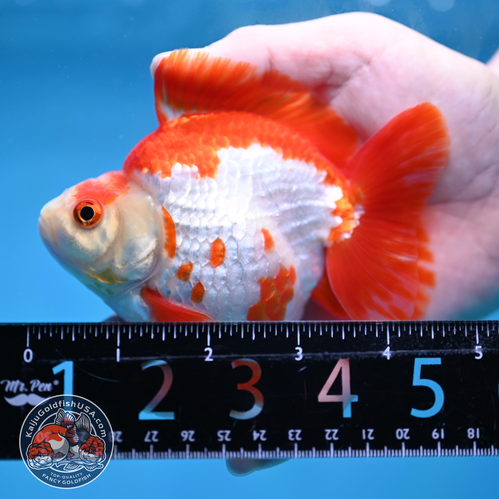 Red White Ryukin 4 inch Body (260213_RY03)