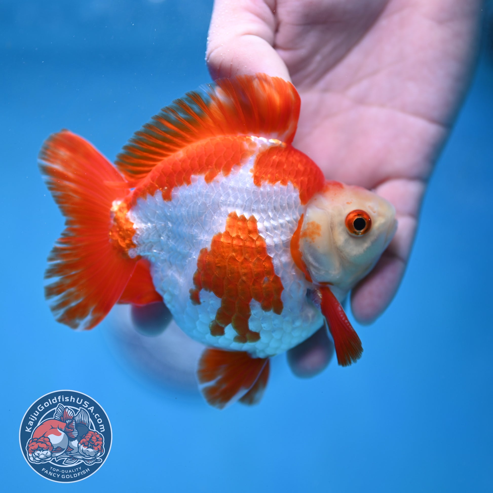 Red White Ryukin 4 inch Body (260213_RY03)