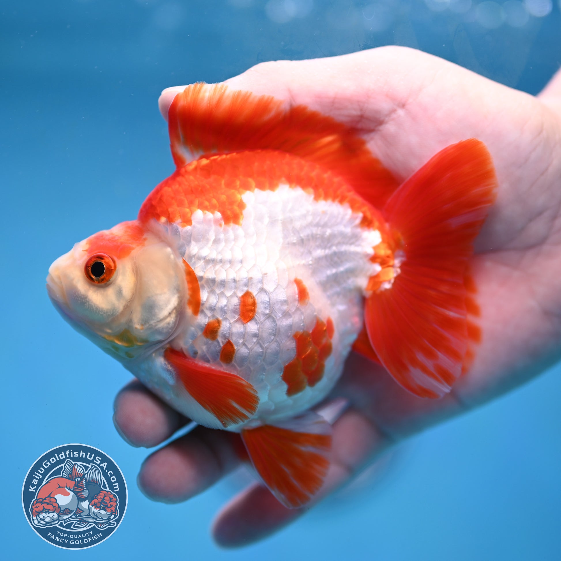 Red White Ryukin 4 inch Body (260213_RY03)