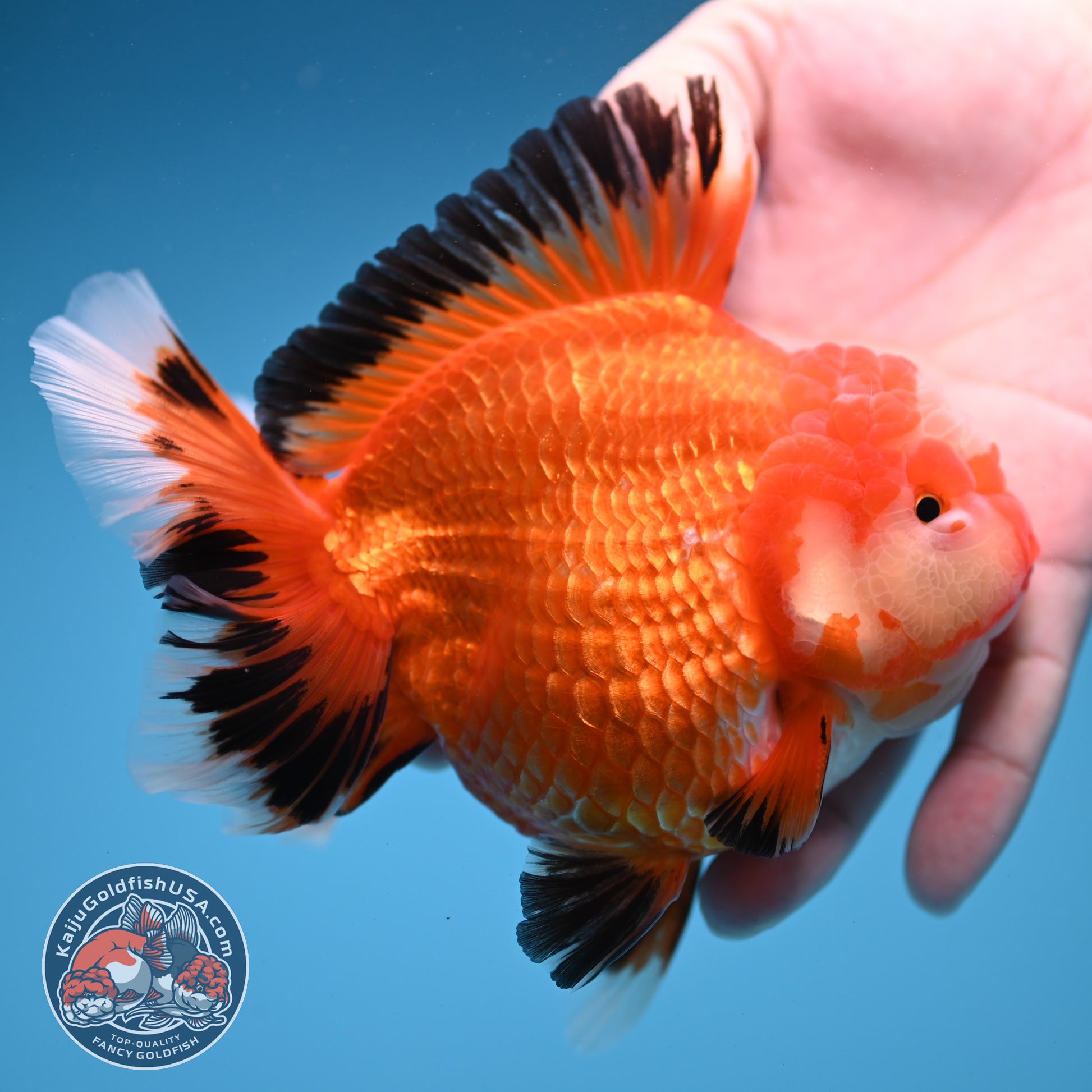 Red White / Tricolor Rosetail Oranda 4.5 inch Body (260306_OR06)