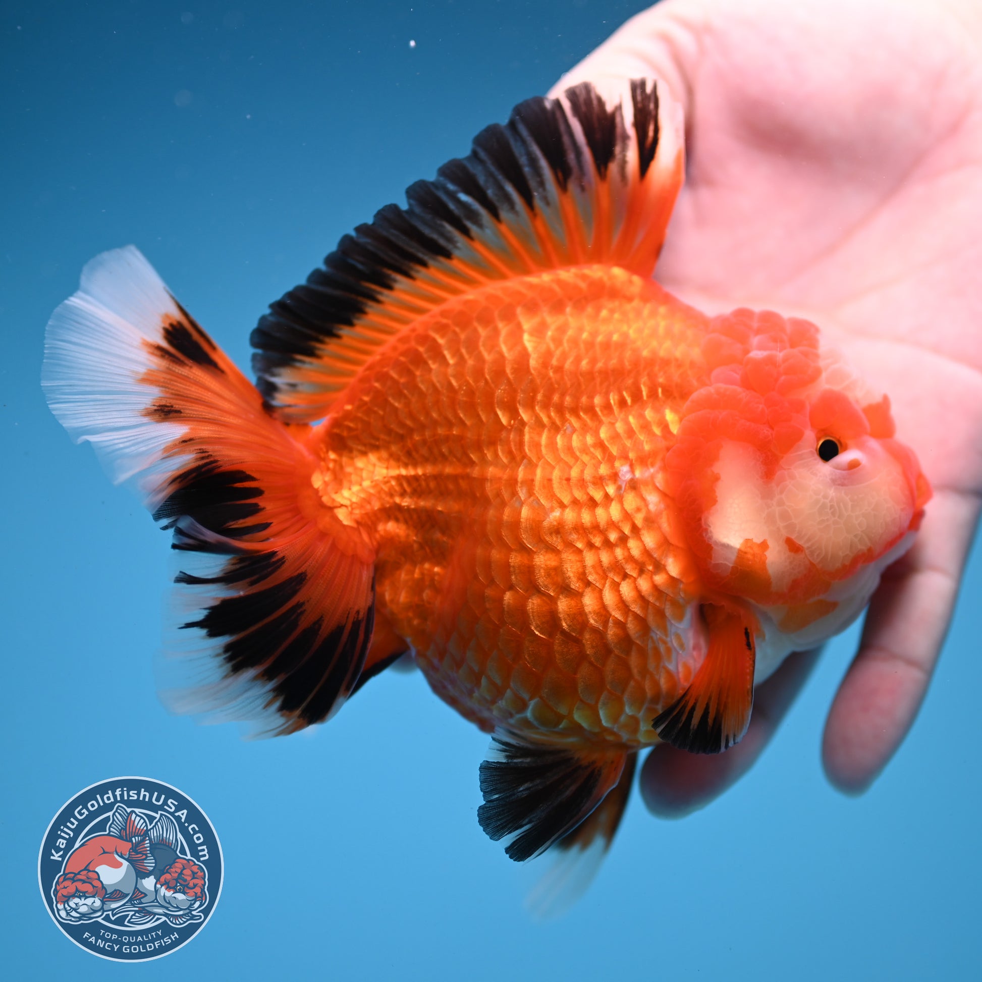 Red White / Tricolor Rosetail Oranda 4.5 inch Body (260306_OR06)