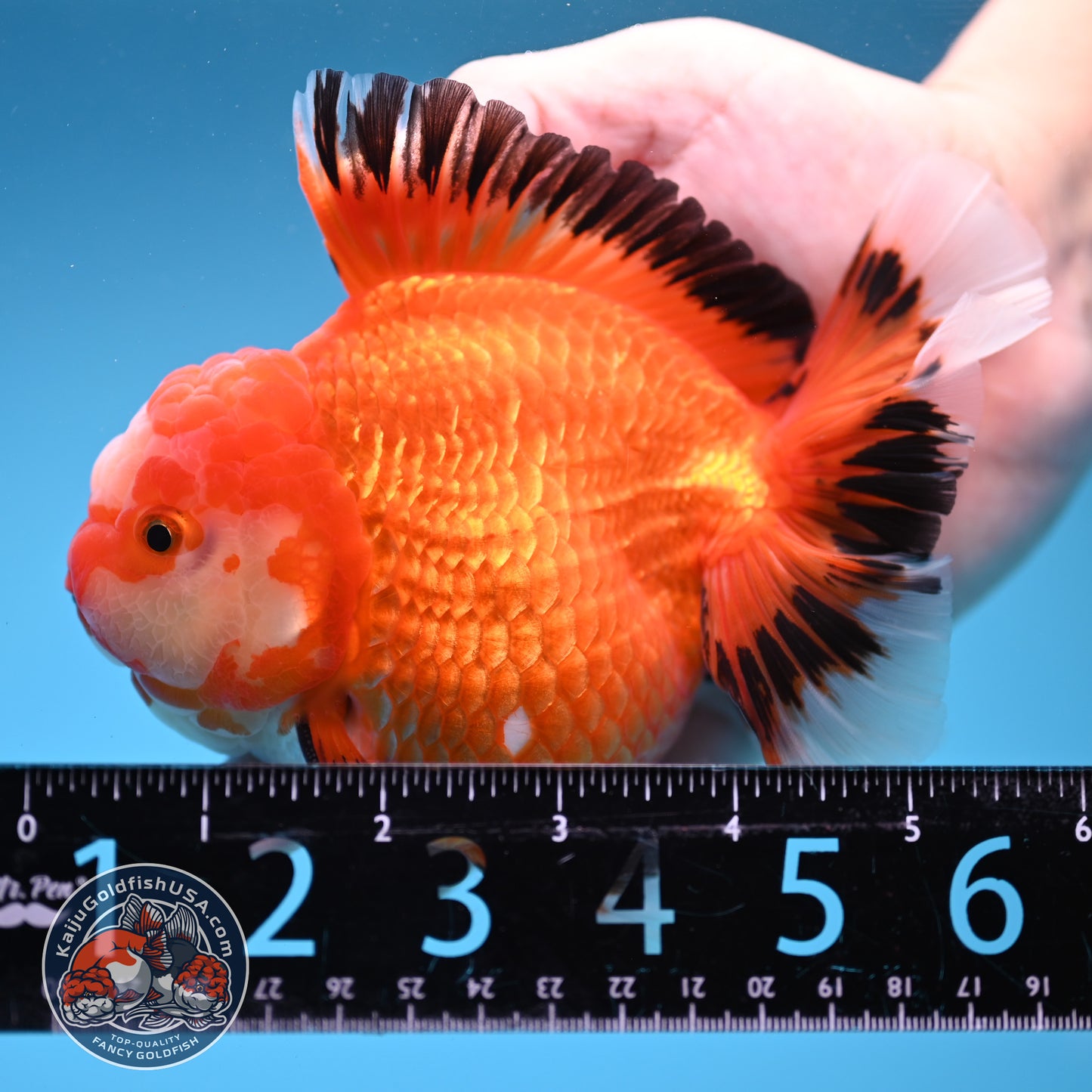 Red White / Tricolor Rosetail Oranda 4.5 inch Body (260306_OR06)