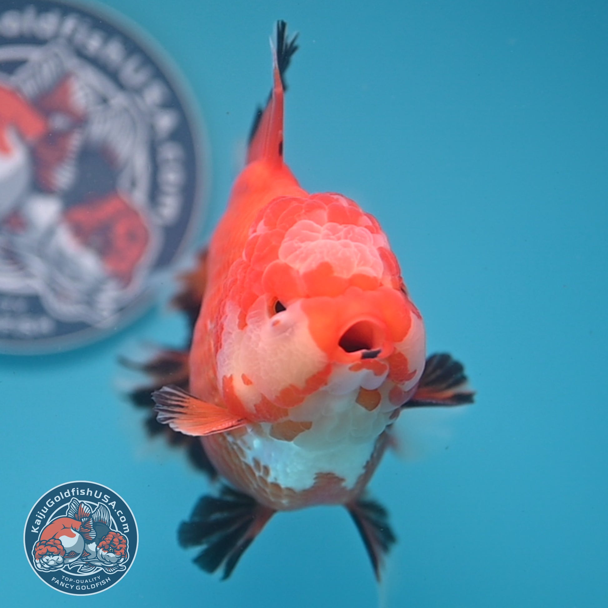 Red White / Tricolor Rosetail Oranda 4.5 inch Body (260306_OR06)