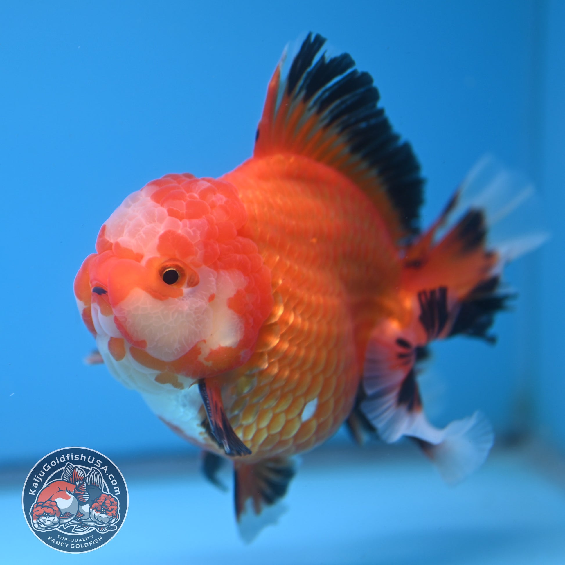 Red White / Tricolor Rosetail Oranda 4.5 inch Body (260306_OR06)