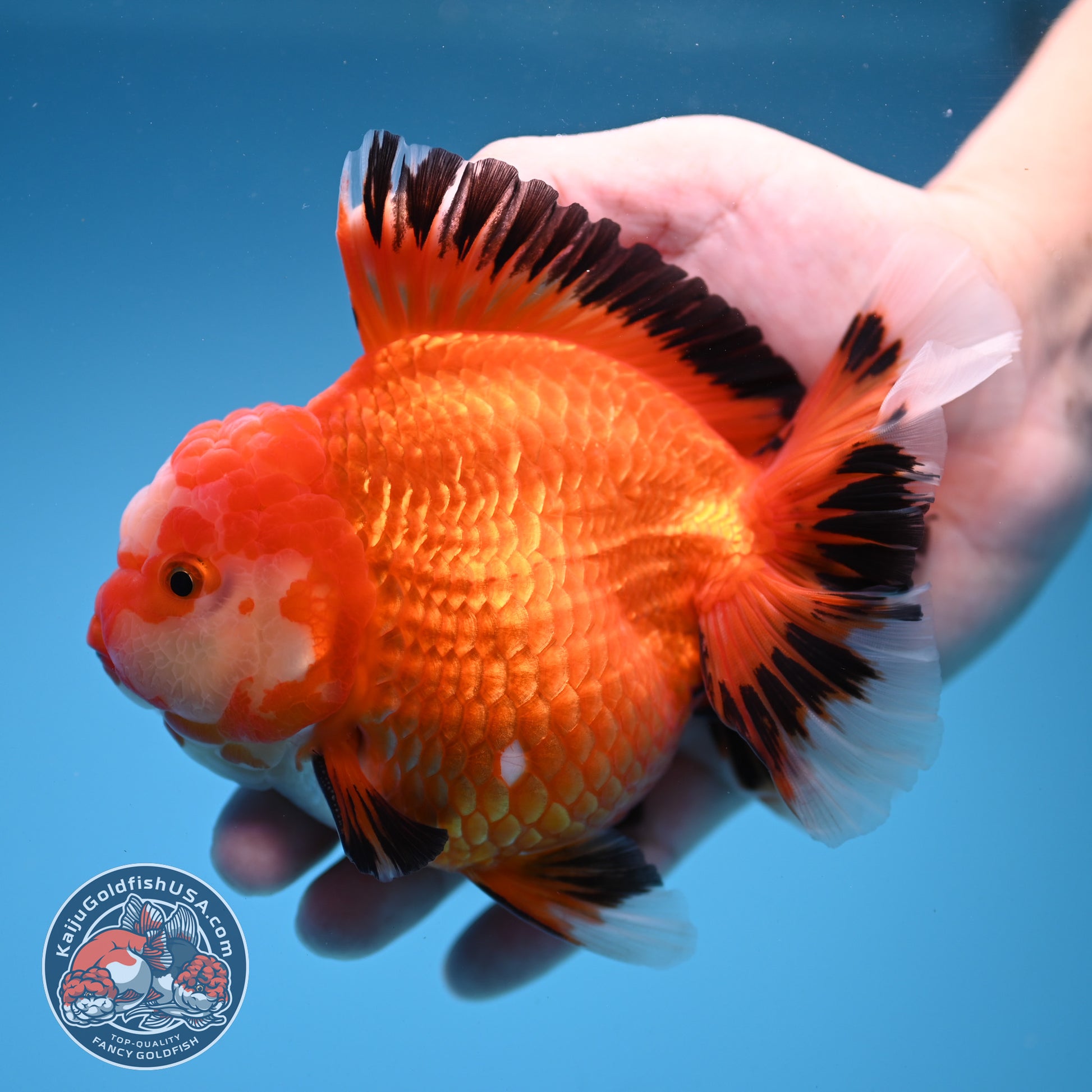 Red White / Tricolor Rosetail Oranda 4.5 inch Body (260306_OR06)