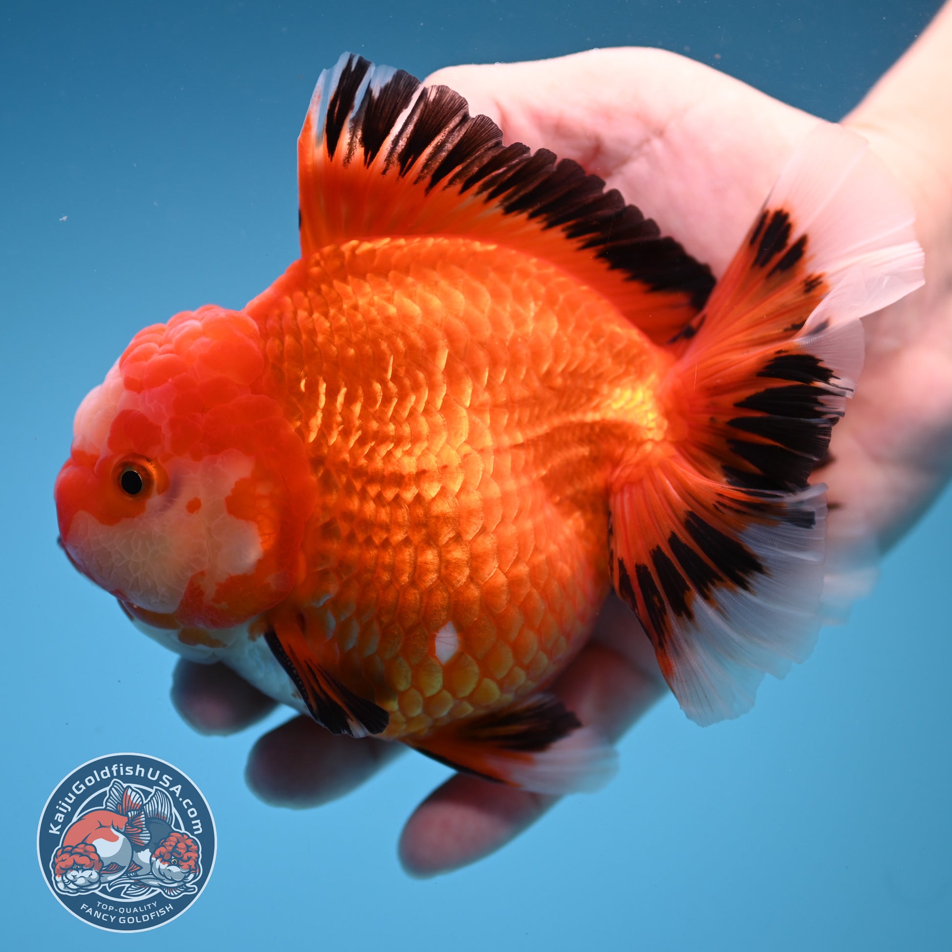 Red White / Tricolor Rosetail Oranda 4.5 inch Body (260306_OR06)