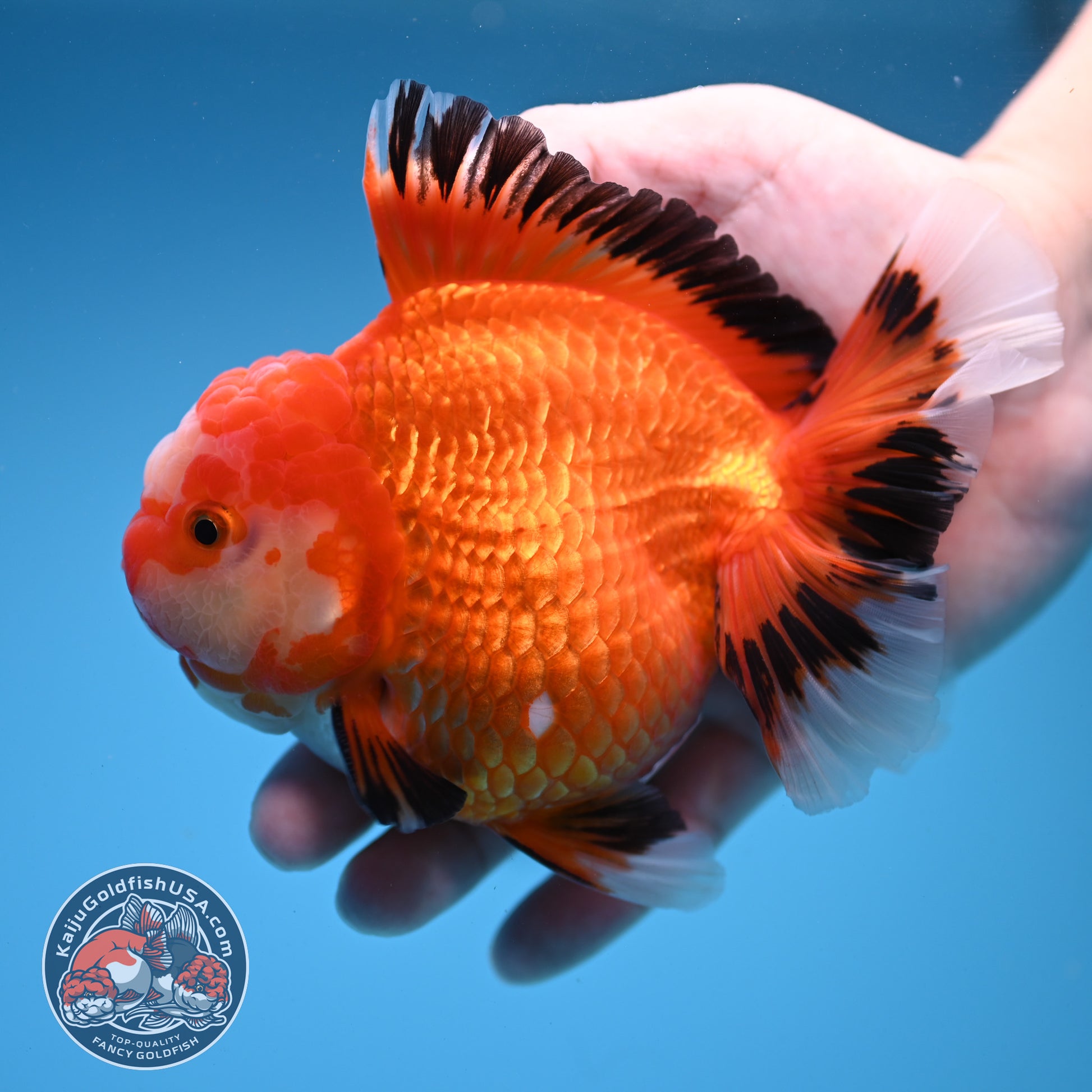 Red White / Tricolor Rosetail Oranda 4.5 inch Body (260306_OR06)
